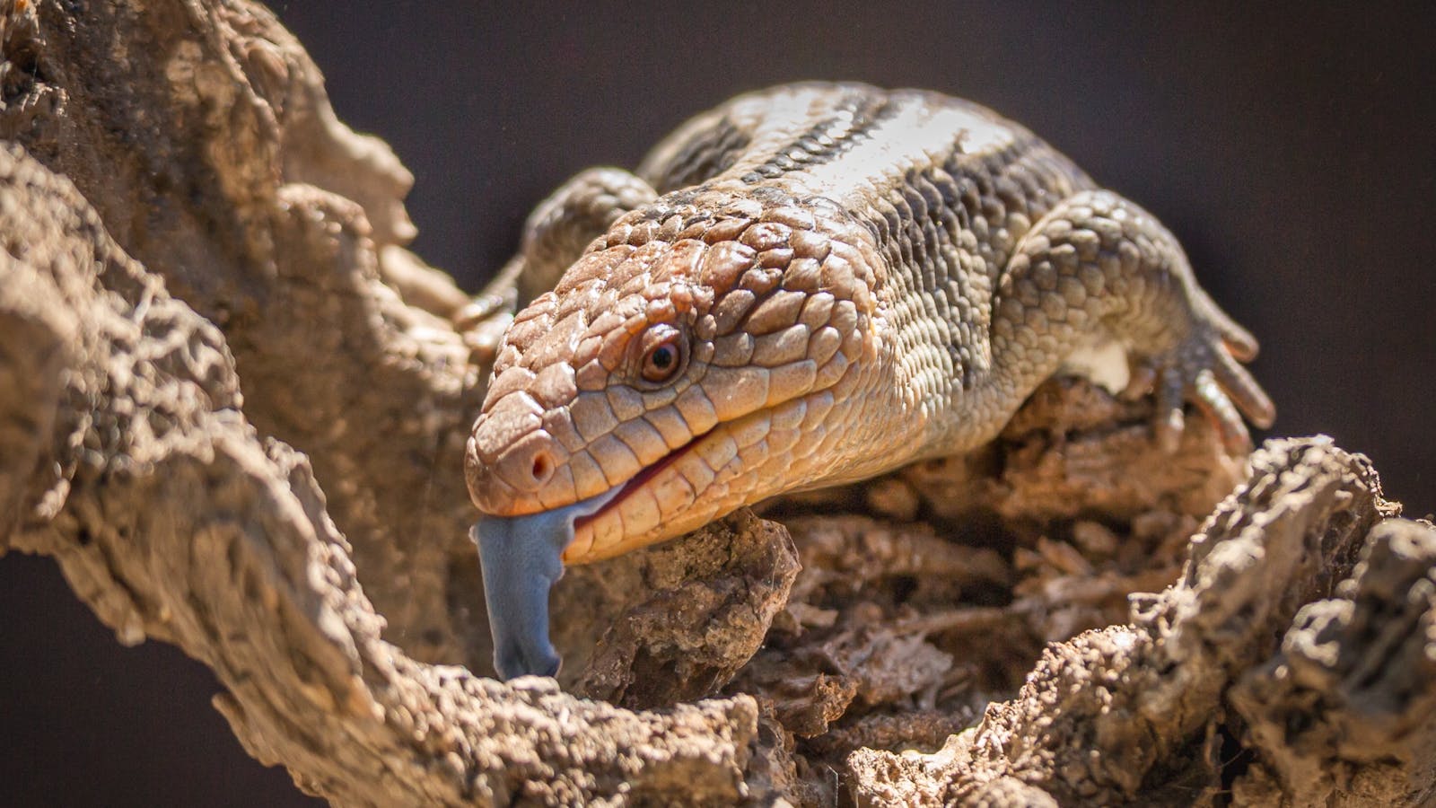 Blue-tongue Lizard