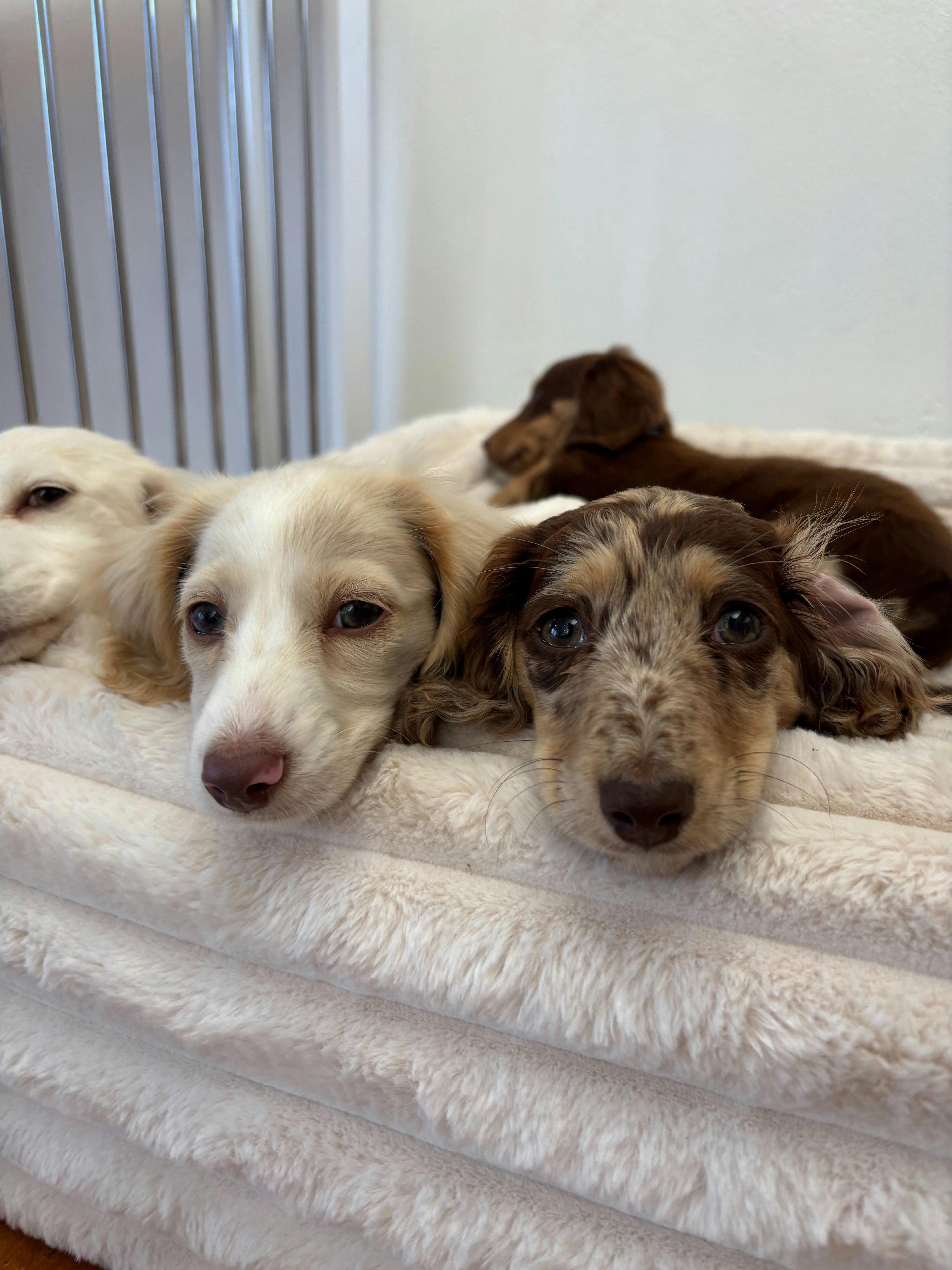 Puppies rest side by side on a soft blanket, including a cream and a mottled puppy.