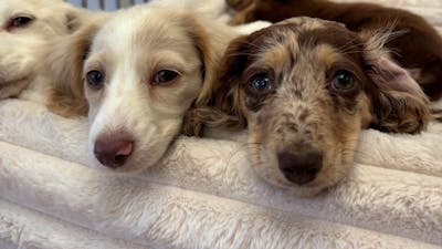 Puppies rest side by side on a soft blanket, including a cream and a mottled puppy.