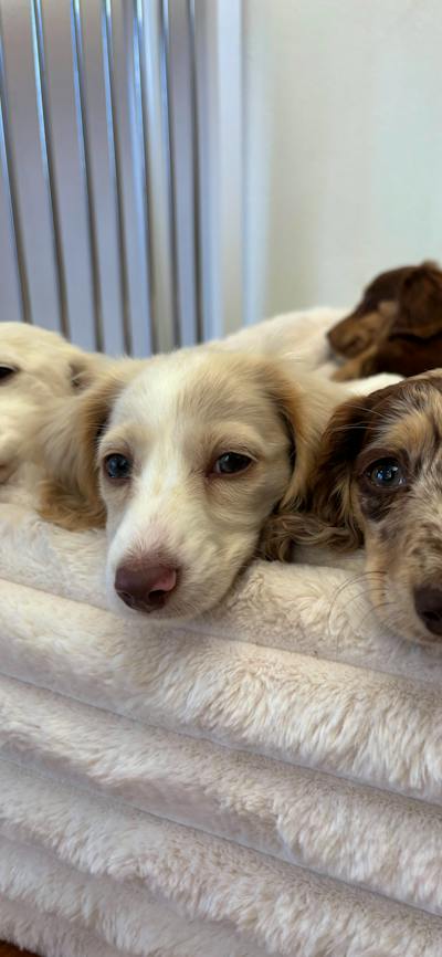 Puppies rest side by side on a soft blanket, including a cream and a mottled puppy.