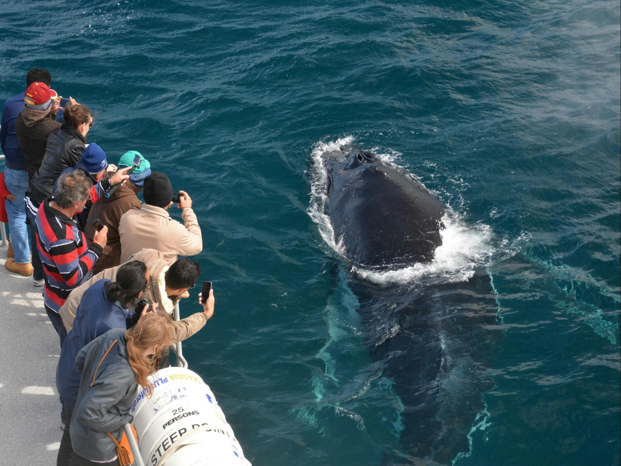 Whale Watch Western Australia Close Encounters