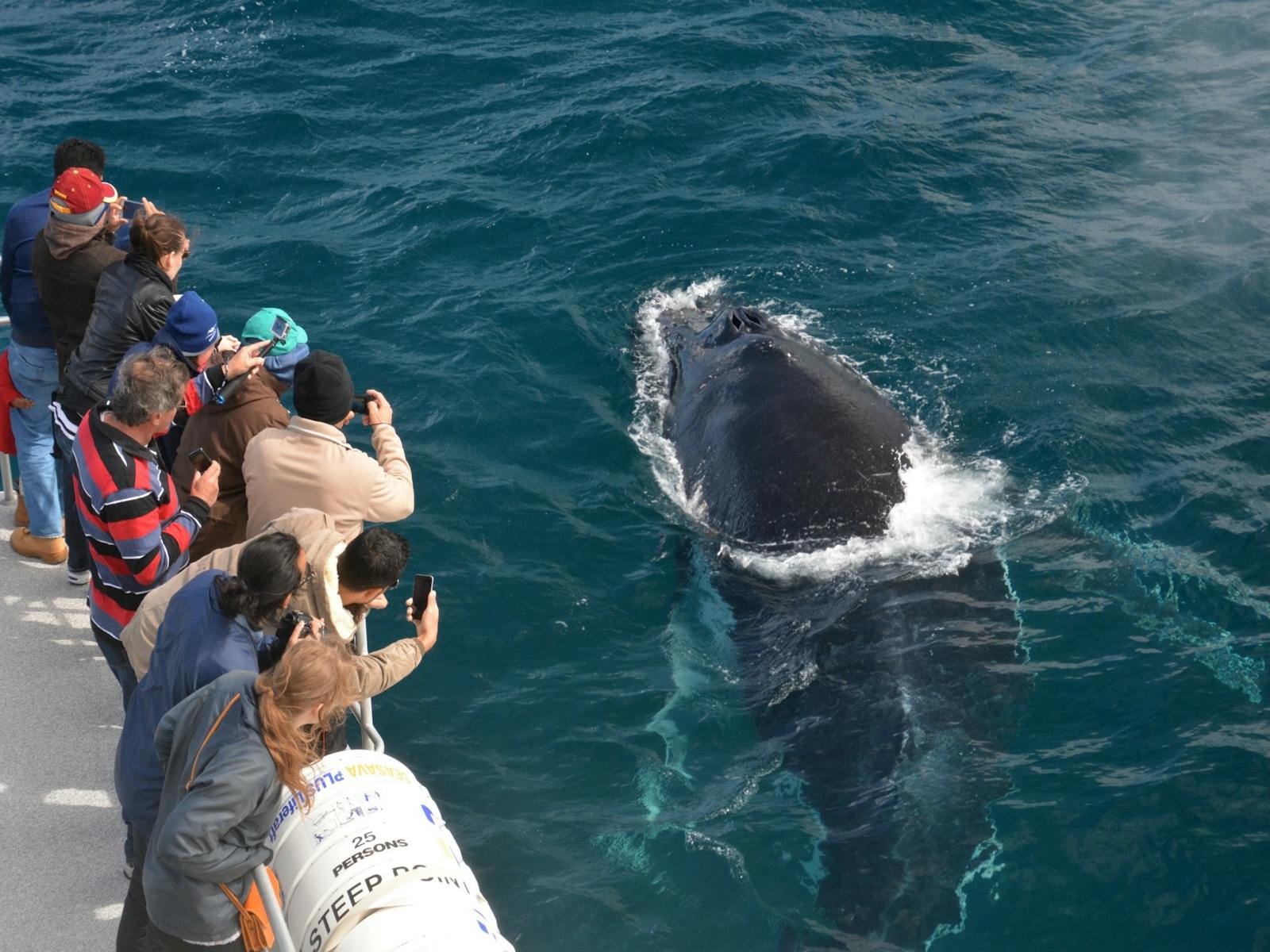 Whale Watch Western Australia