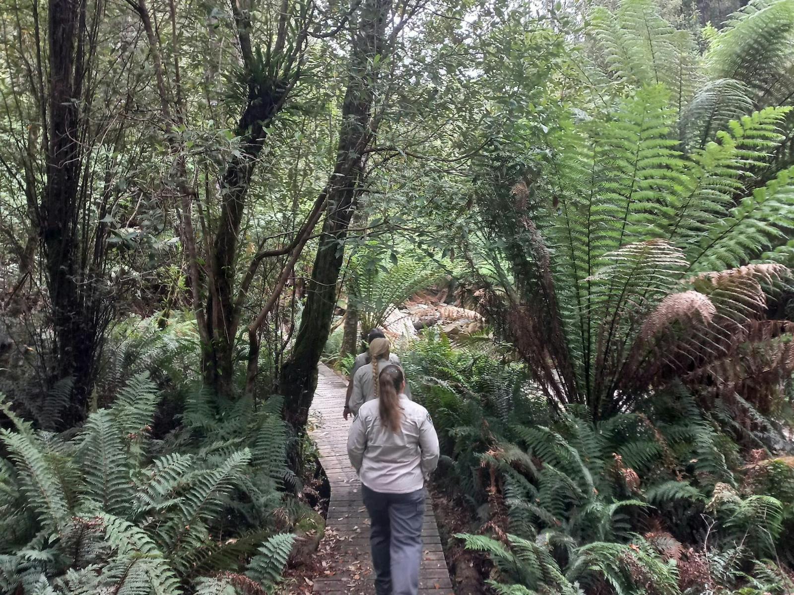 The Fern Glade is a 15 minute rainforest walk from the  Visitor Centre to  Marakoopa cave