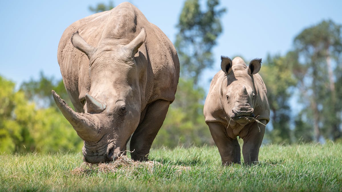 Rhinos