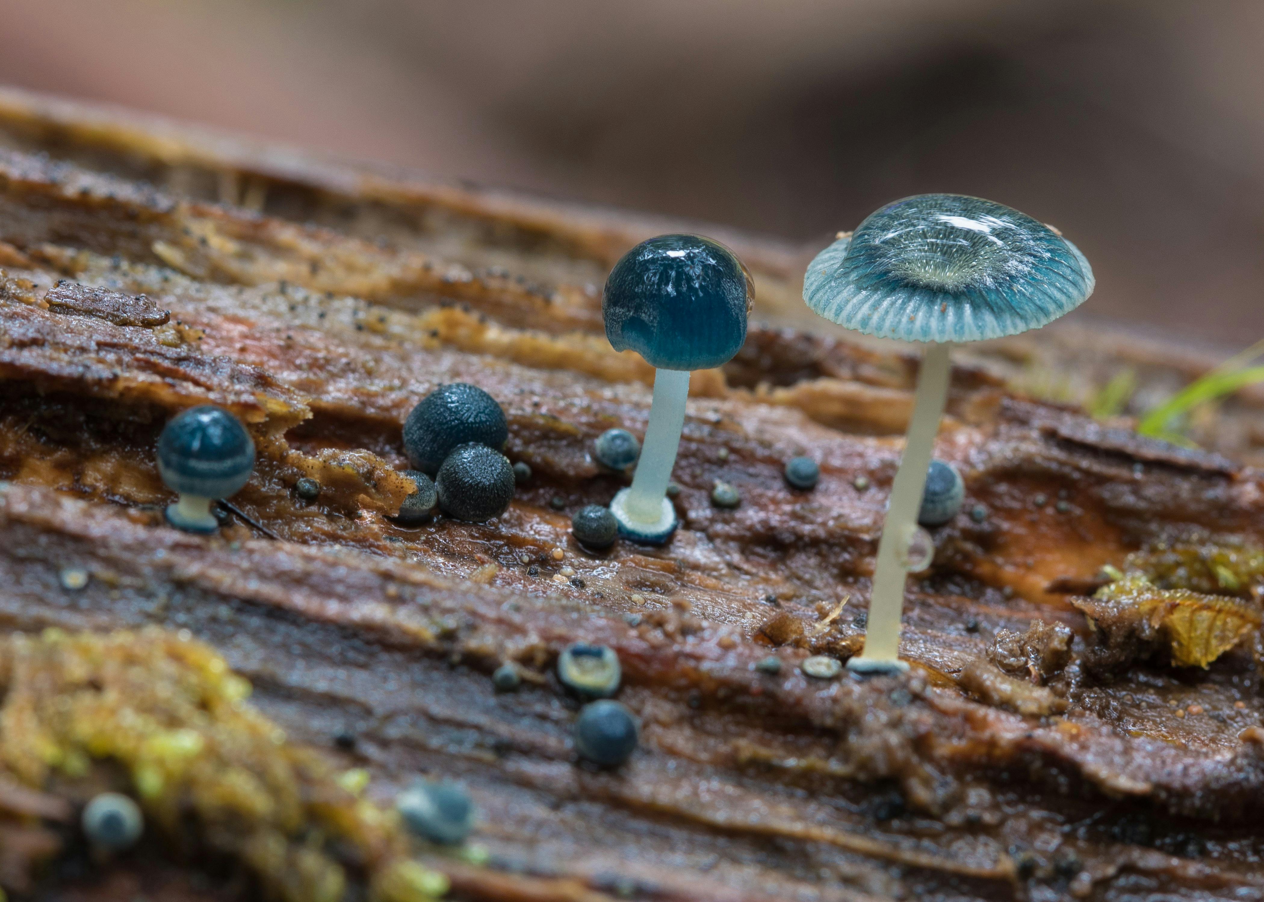 Tarkine Rainforest Expedition