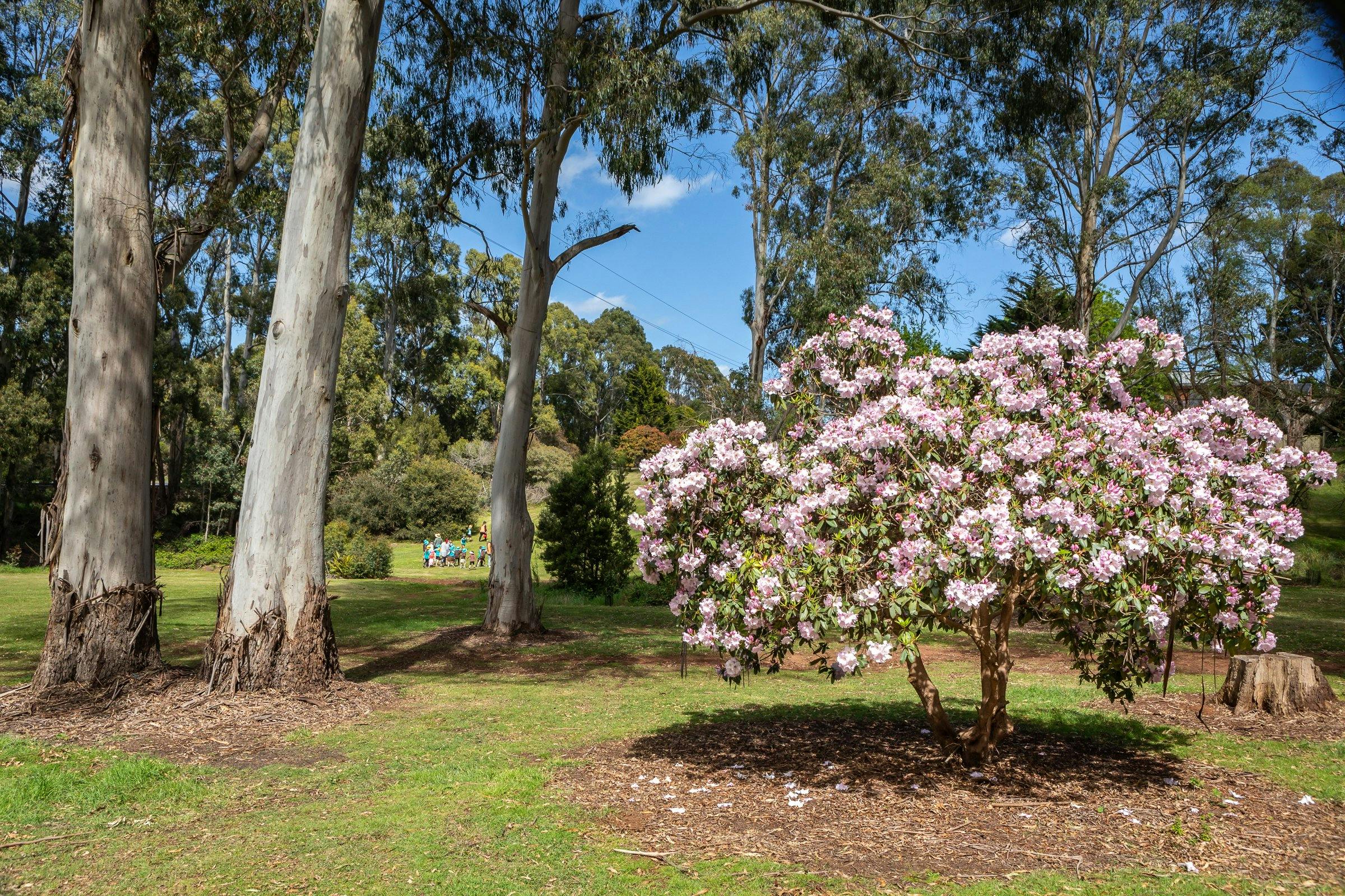 Miandetta Park, Devonport
