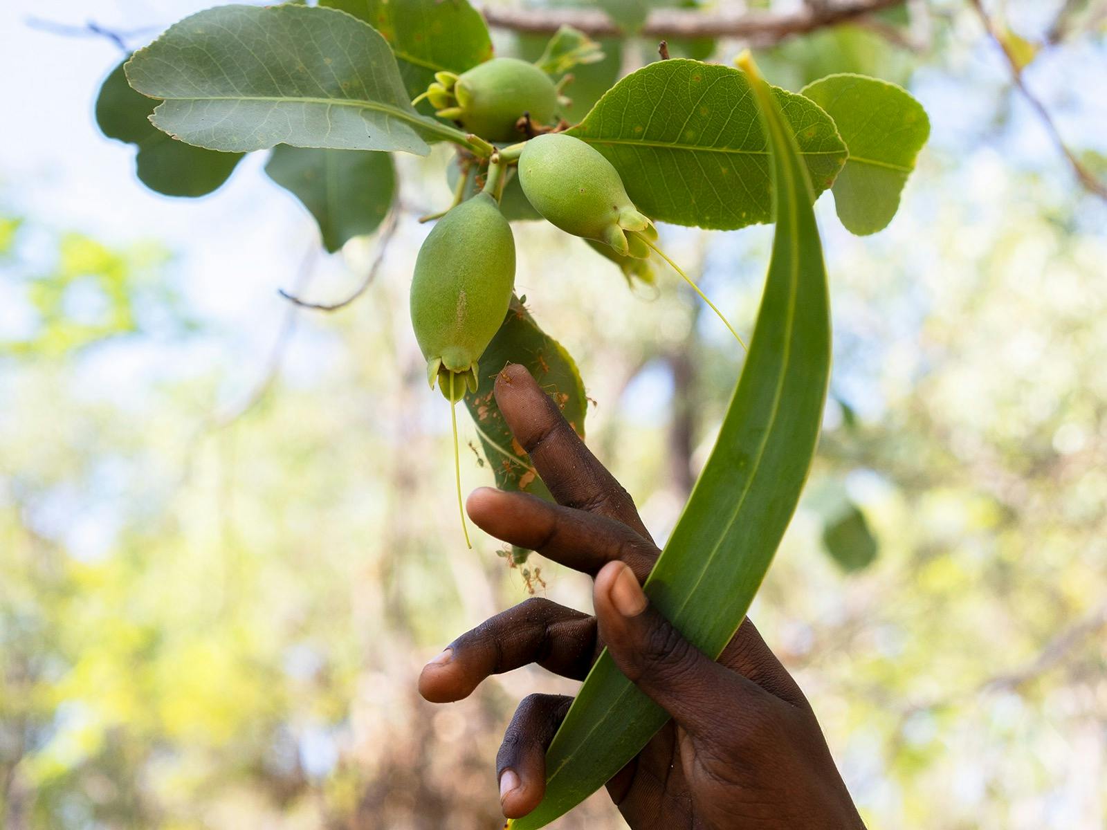 green pear-shaped fruit