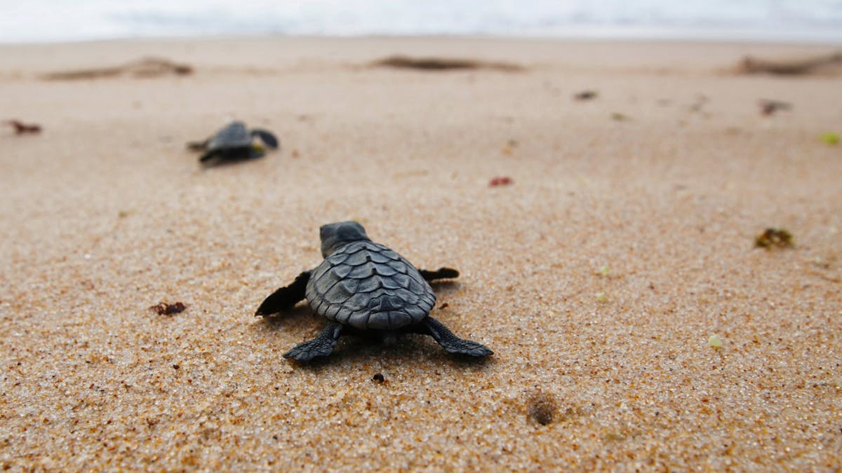 Baby Turtles at Turtle Sands Resort