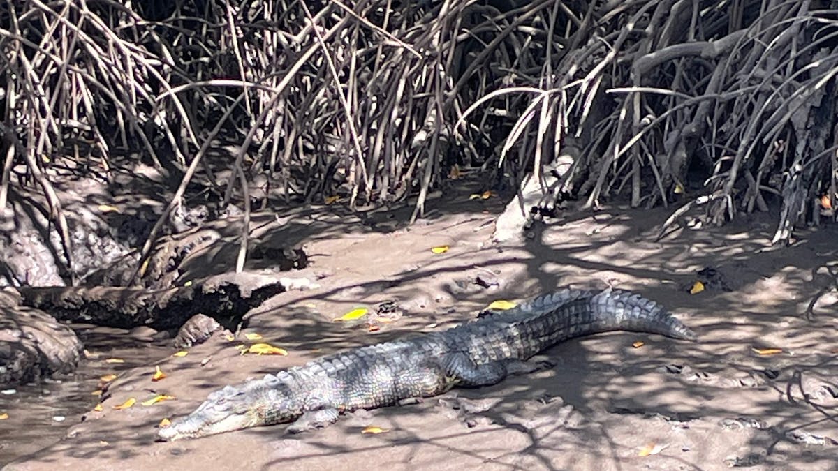 Lady Douglas guests spot a crocodile sunning itself while enjoying their cruise in Port Douglas.