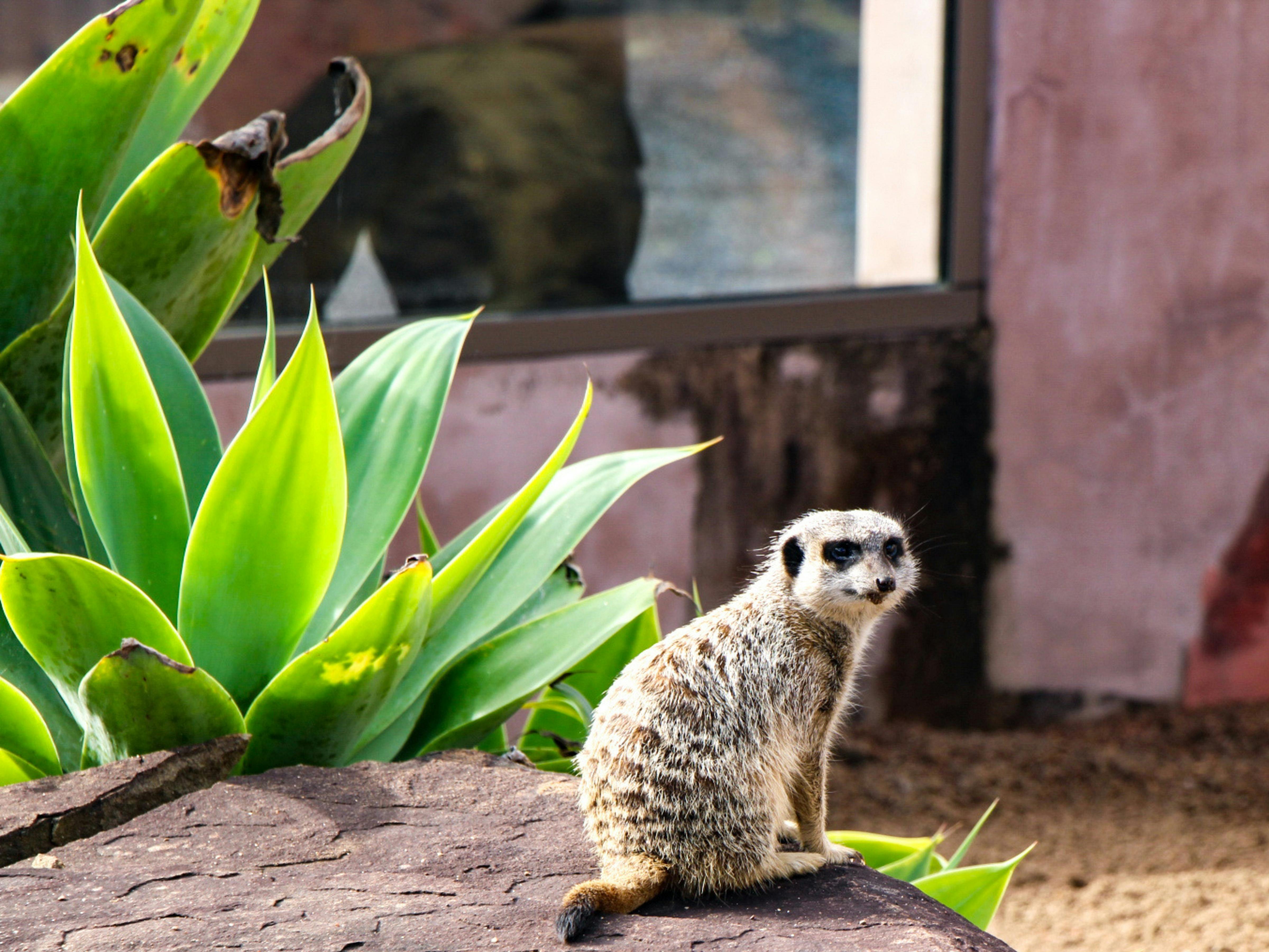 Animal Encounters