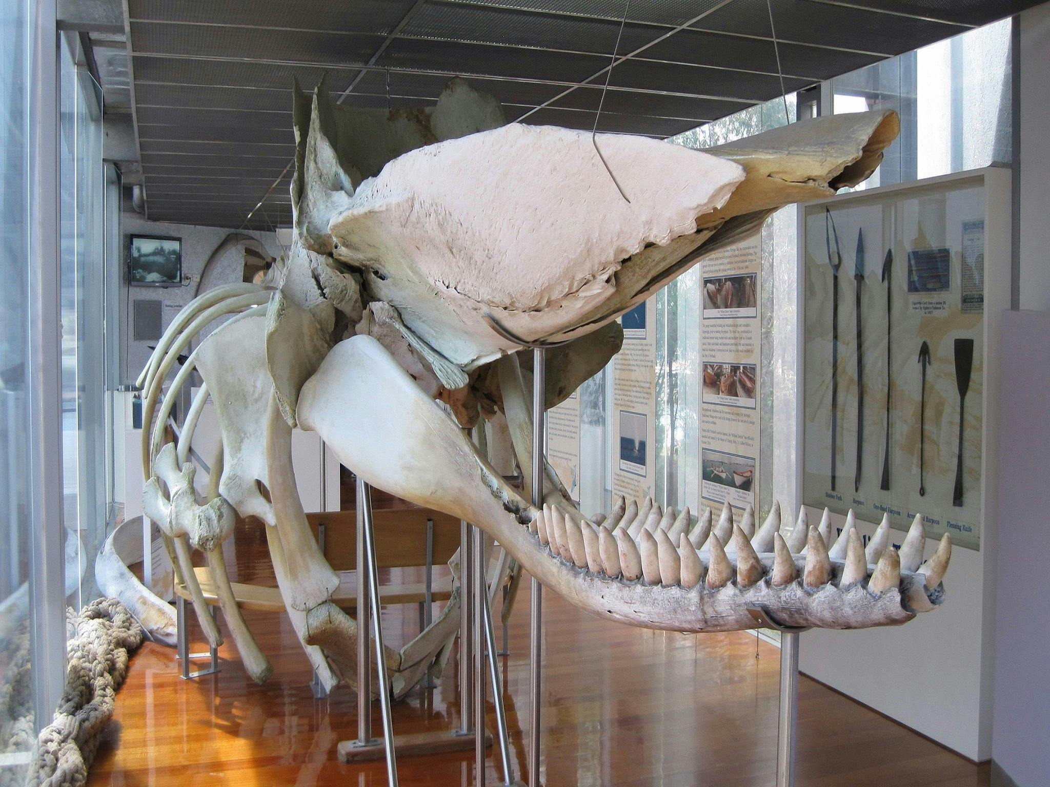 Sperm Whale Skeleton