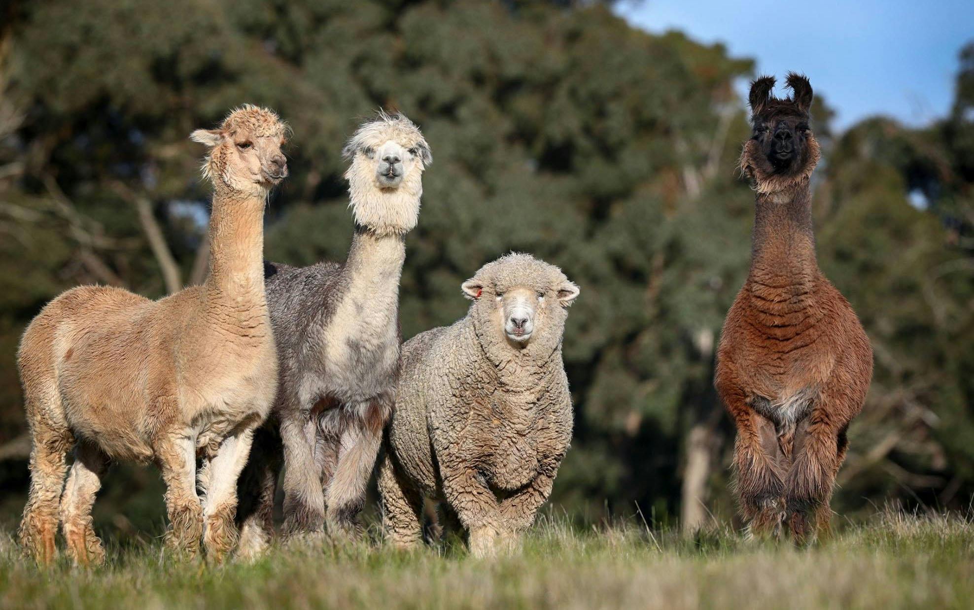 Horse Shepherd Walking Tours