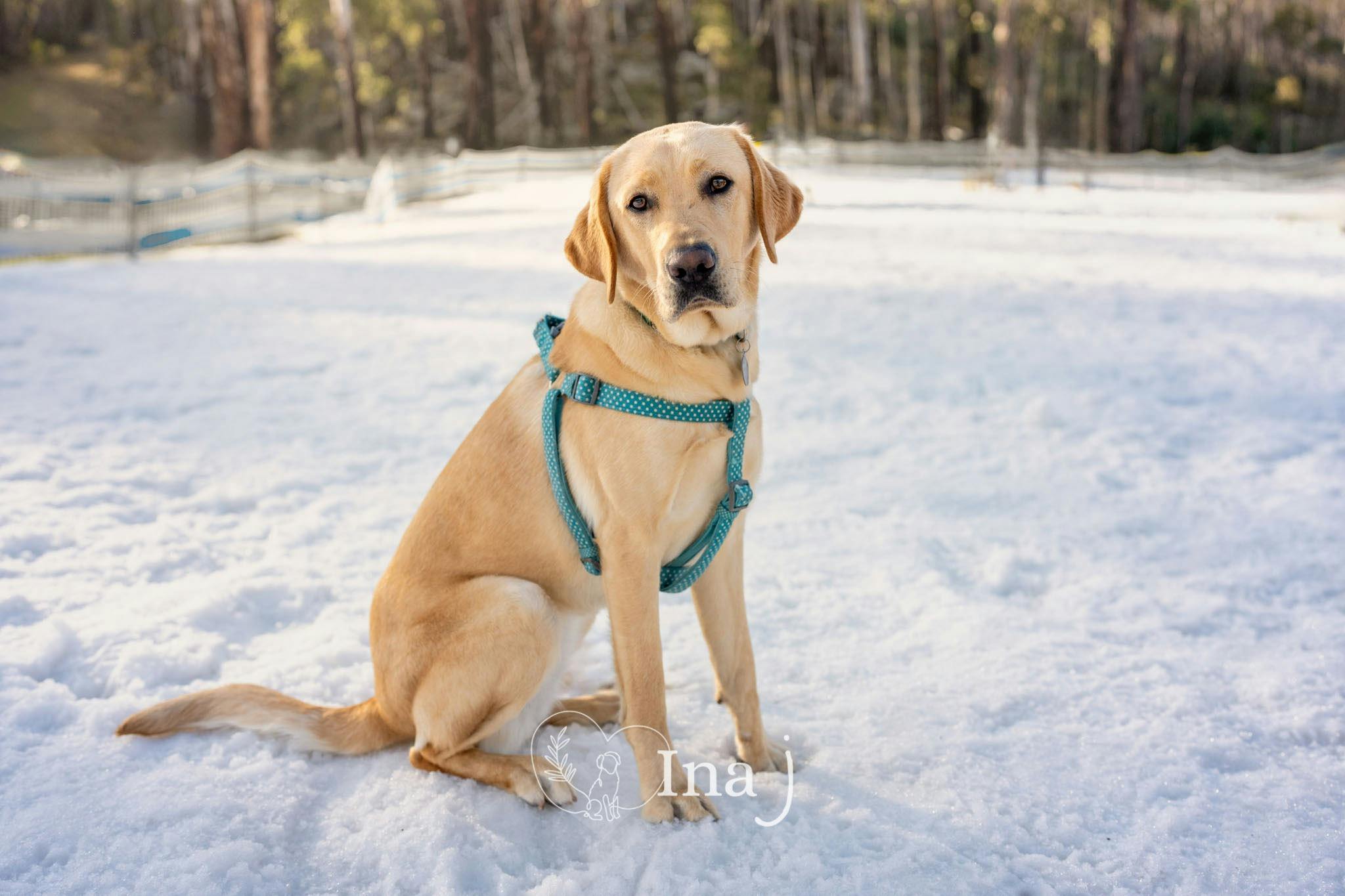 Dog sitting in field of snow, looking at camera