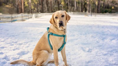 Dog sitting in field of snow, looking at camera