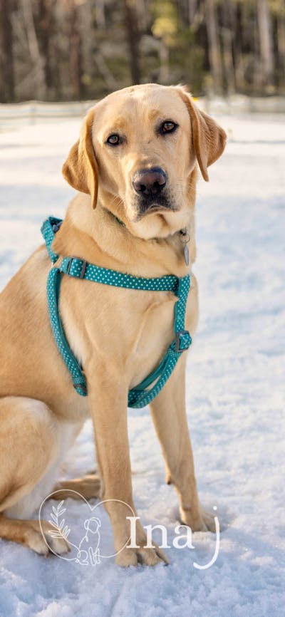 Dog sitting in field of snow, looking at camera
