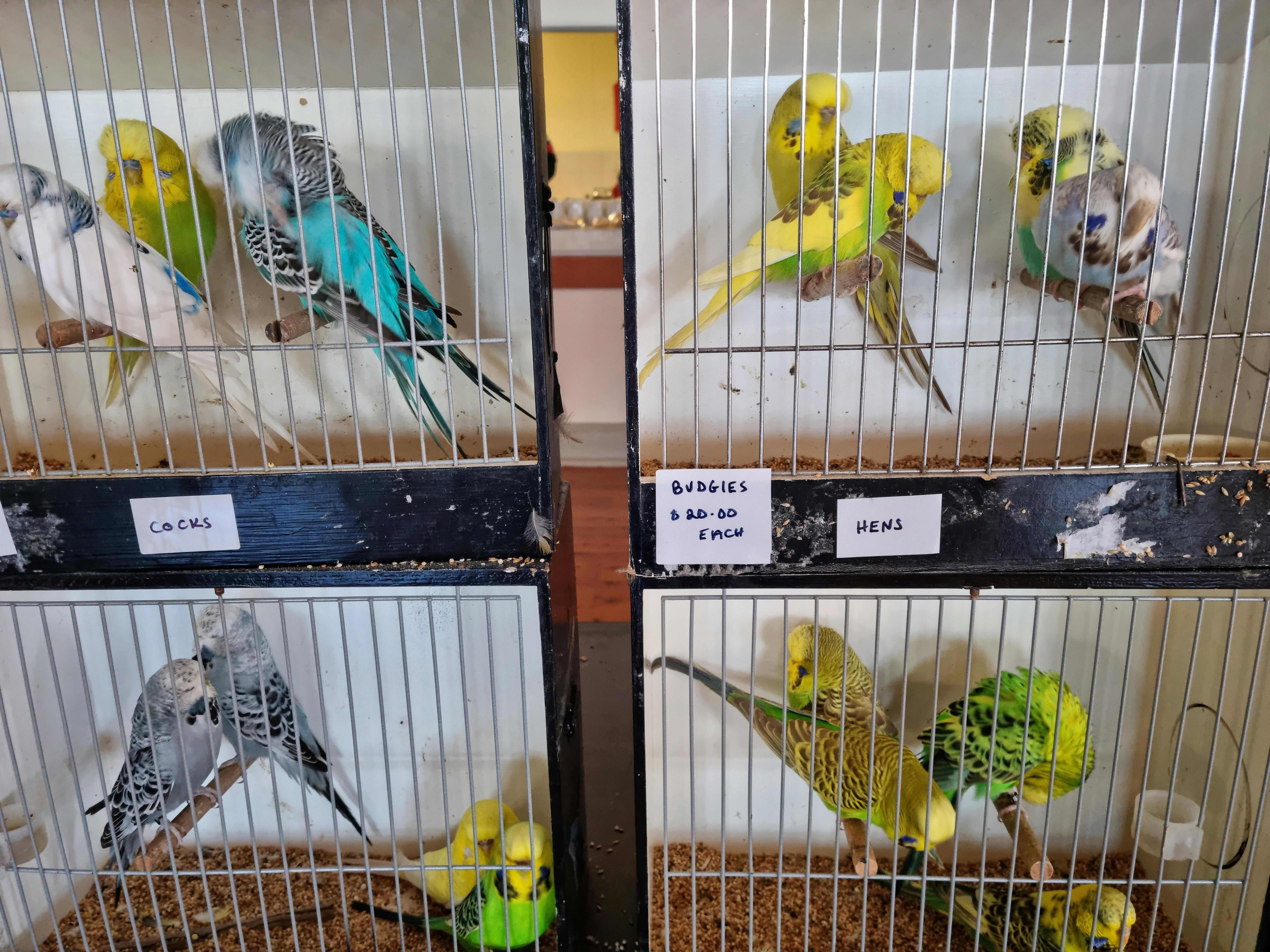 Urana Bird Sale