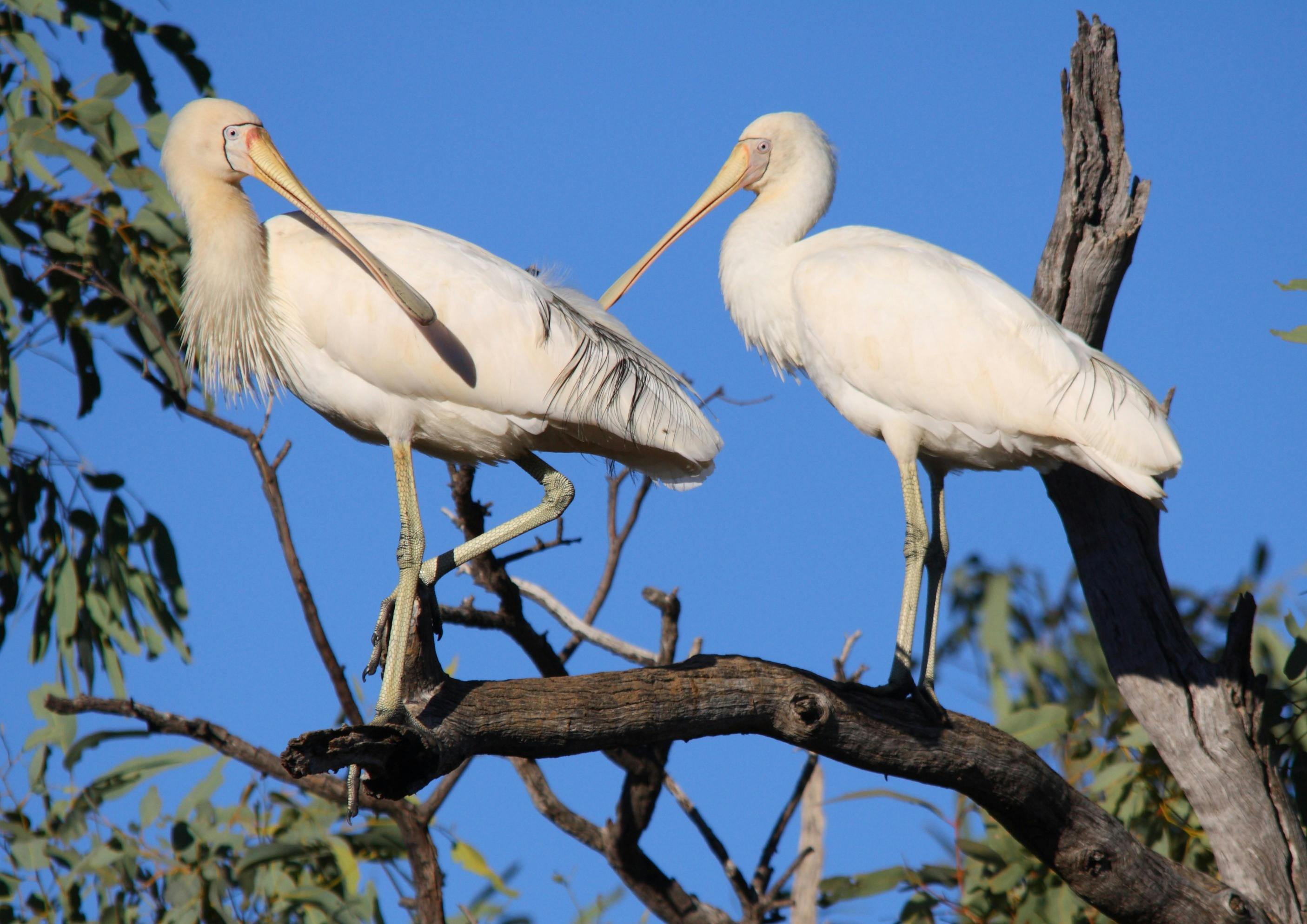 Yellow-billed Spoonbills in a tree