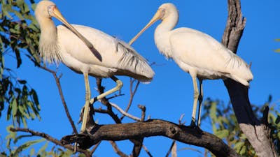 Yellow-billed Spoonbills in a tree