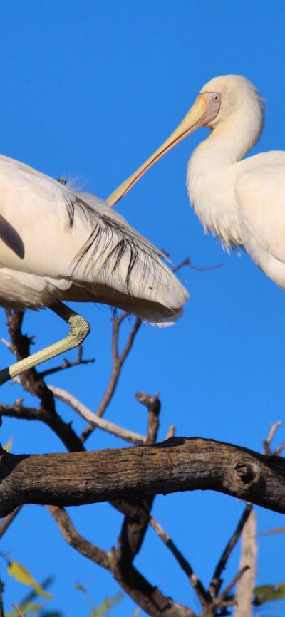 Yellow-billed Spoonbills in a tree