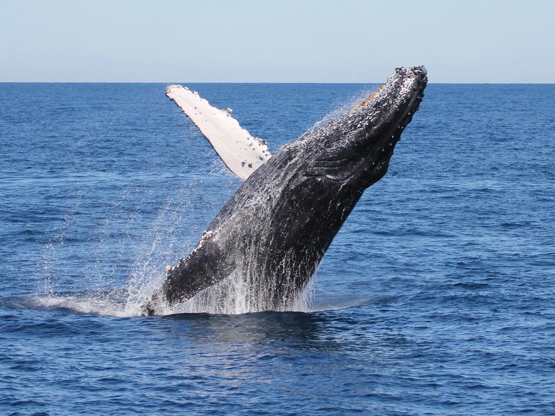 Tangalooma Whale Watch Cruises