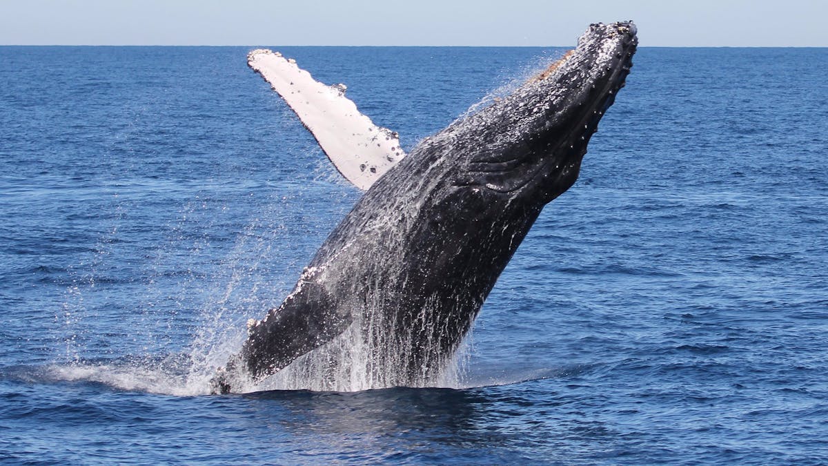 Tangalooma Whale Watch Cruises