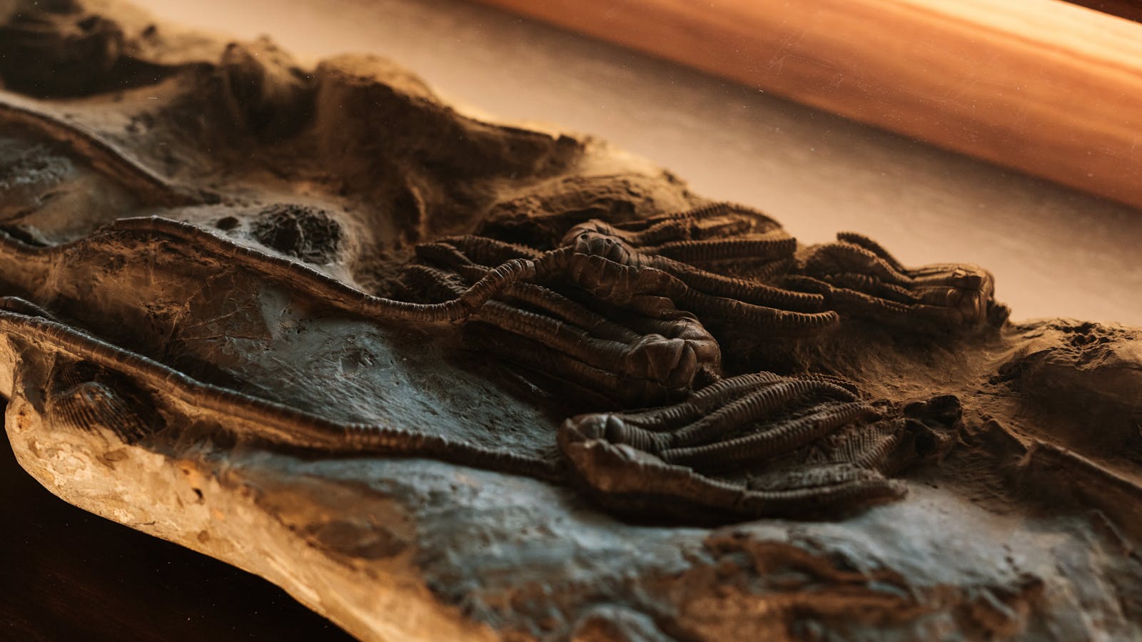 Luxury lounge bar in Hobart