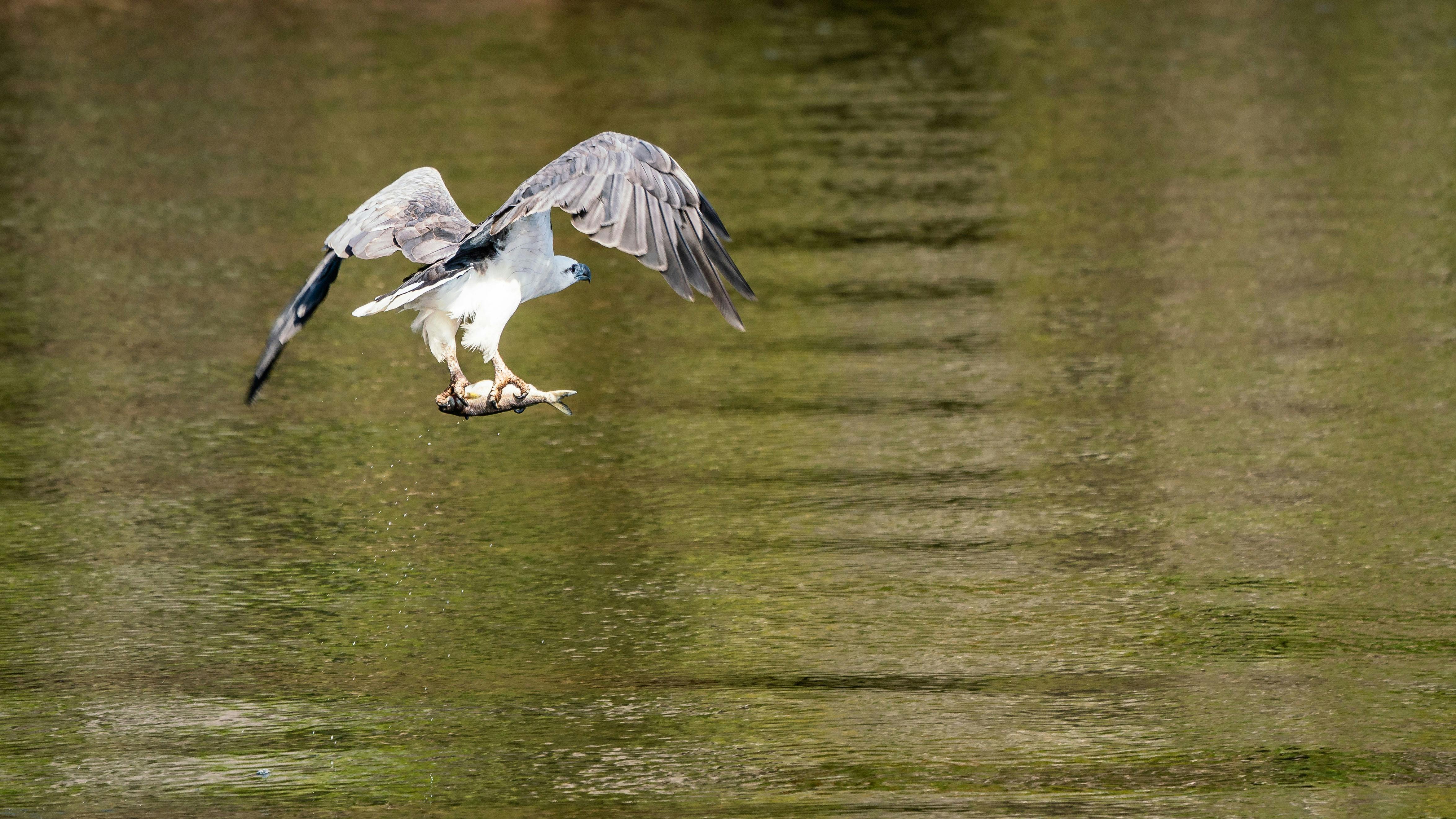 Sea eagle on the Tamar River