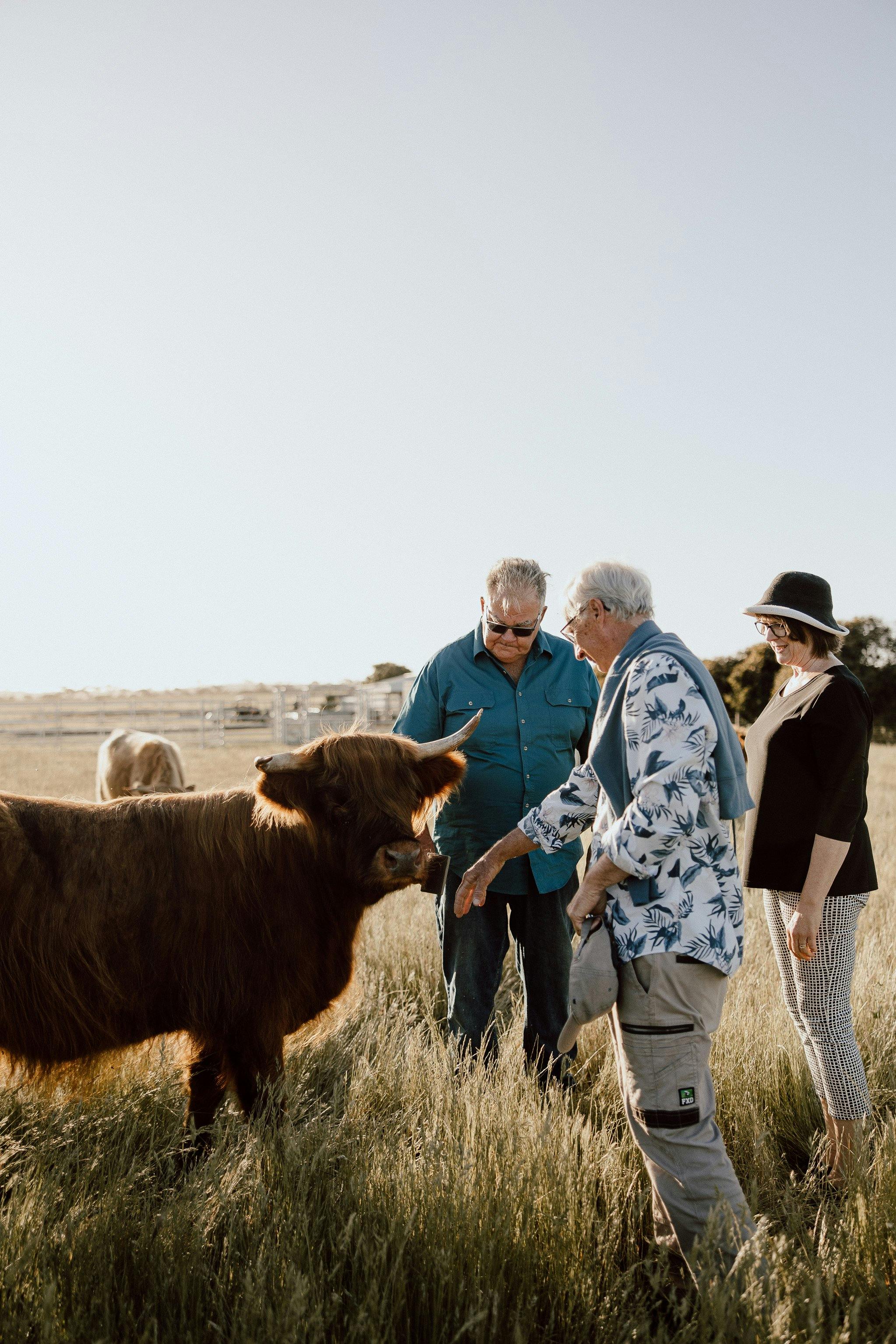 Solstice Kangaroo Islands Bindi the highland cow having a brush with visitors