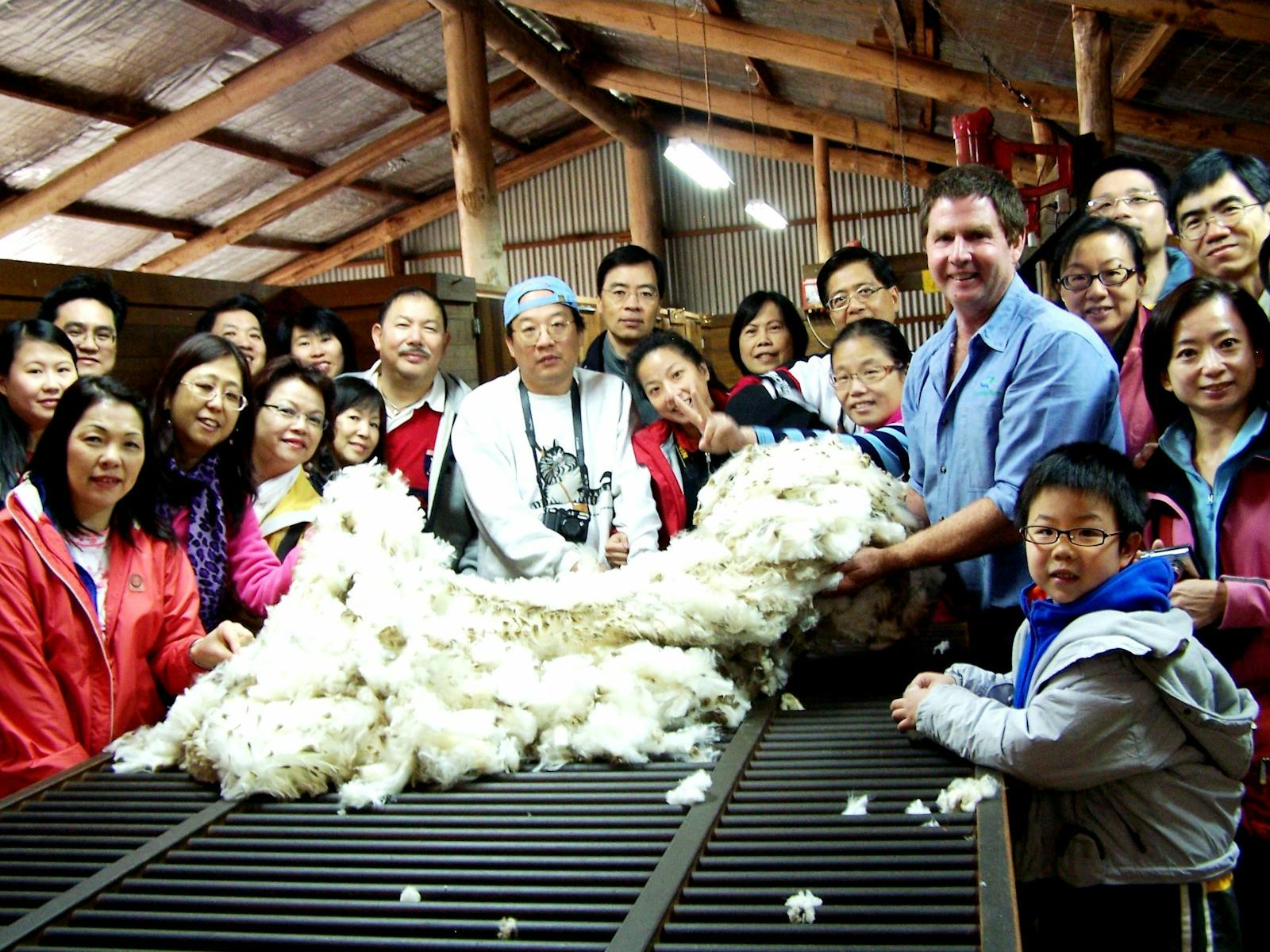 Touching the wool