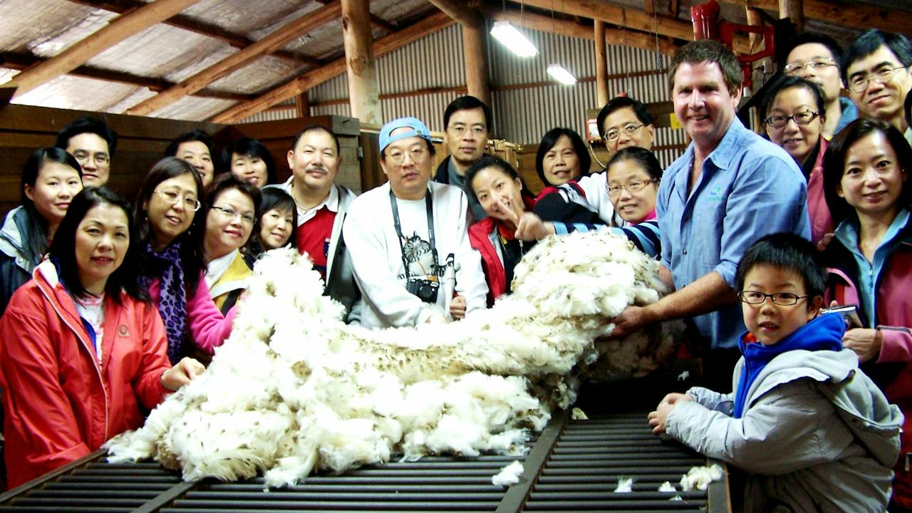 Touching the wool