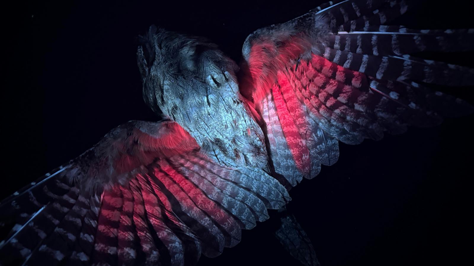 Tawny Frogmouth glowing red under the wings
