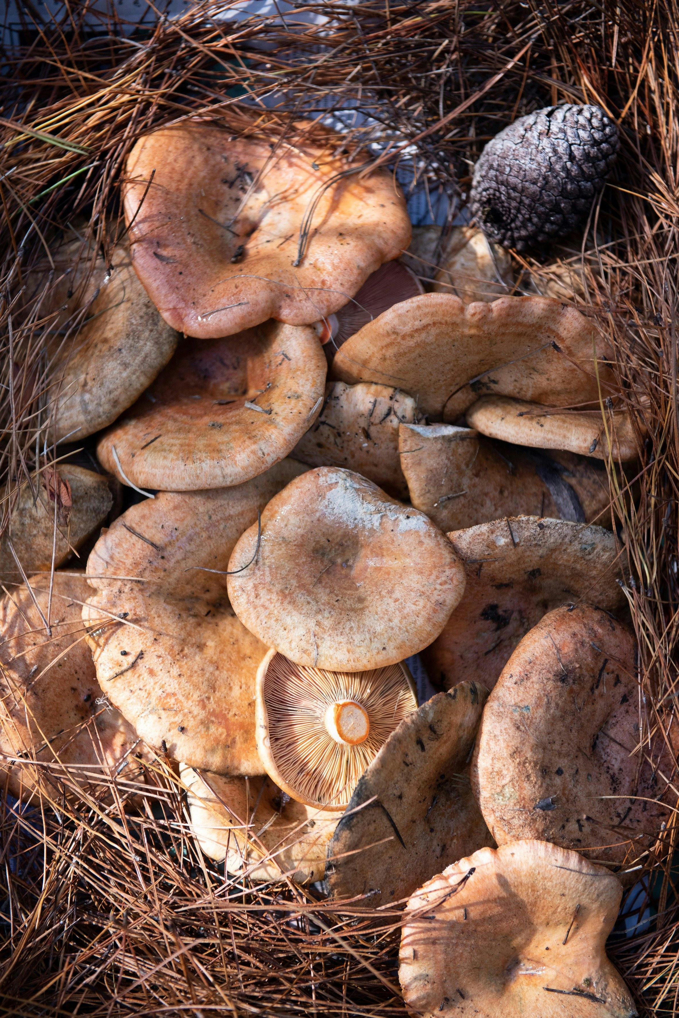 Fungi Forage Vine Autumn Mushroom Foraging Tours NSW Holidays