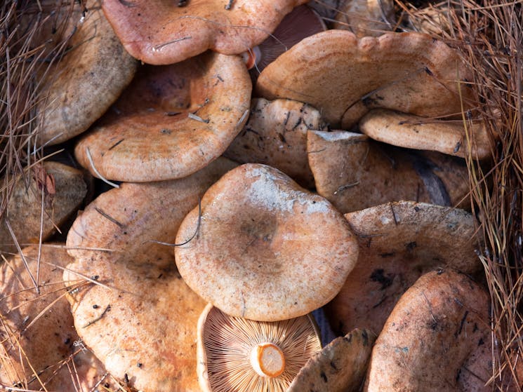 Wild Mushrooms