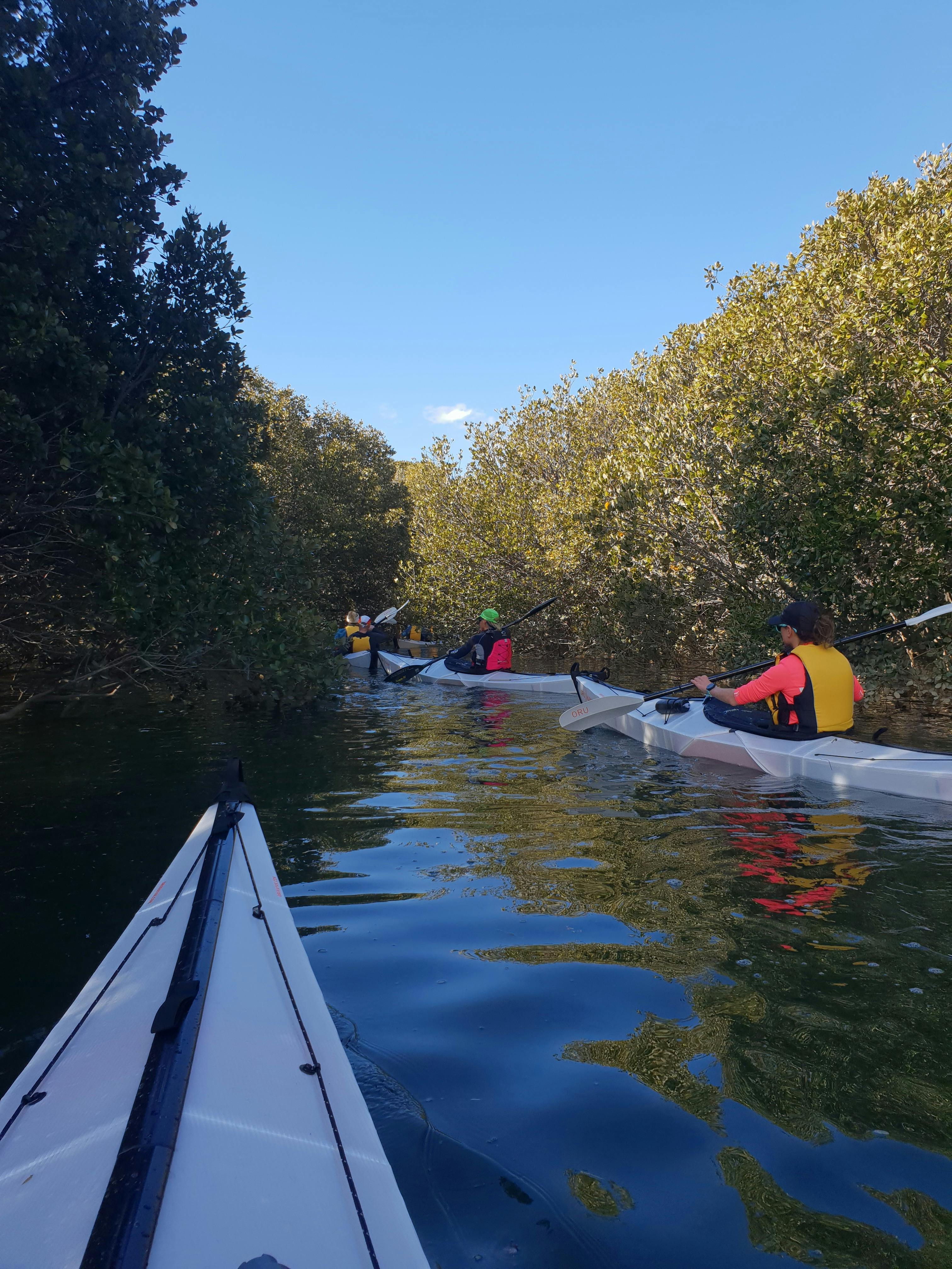 Group of kayakers paddling up narrow creek, surrounded by 10,000 year old mangroves
