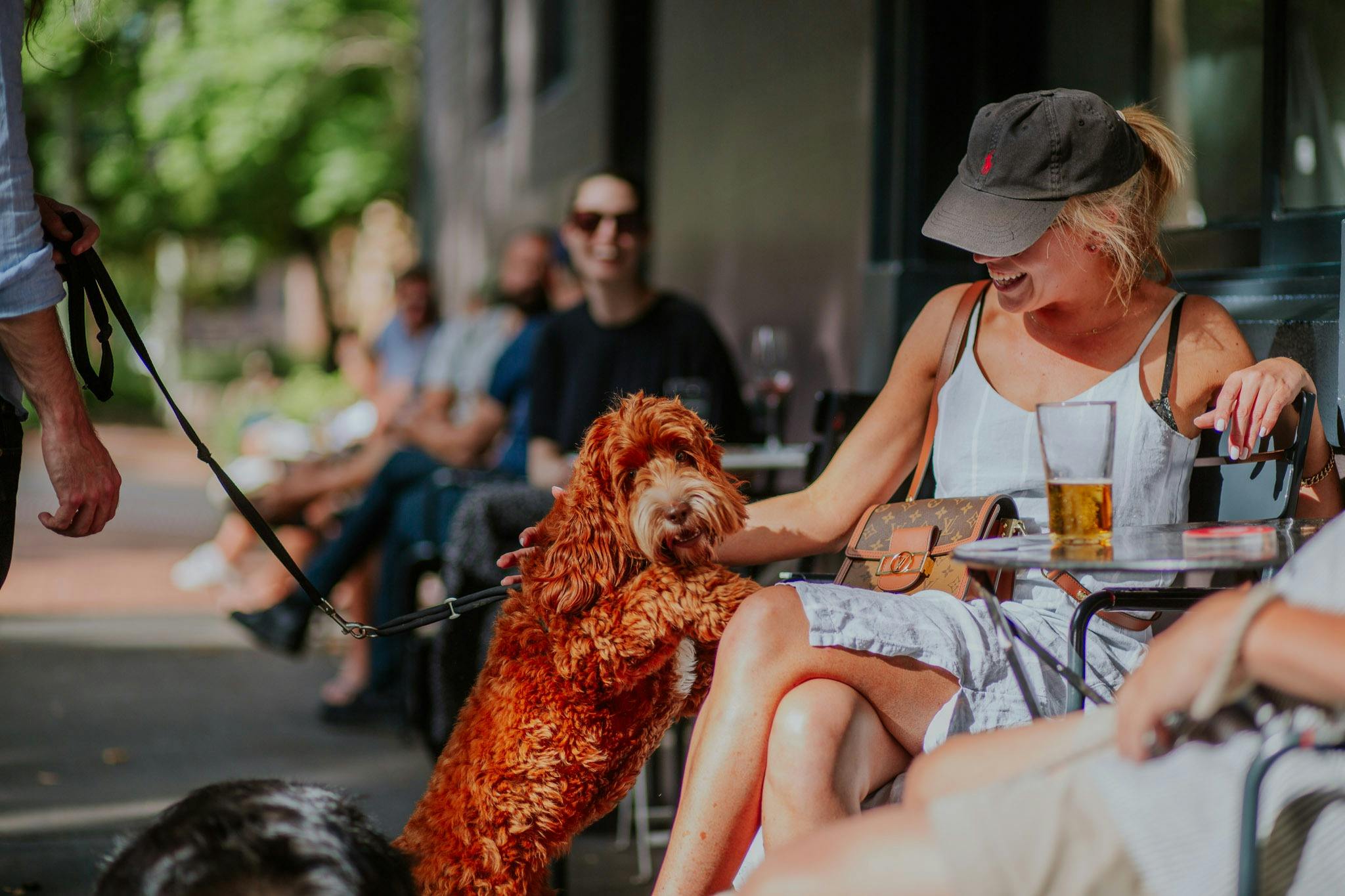 Dog jumping on person
