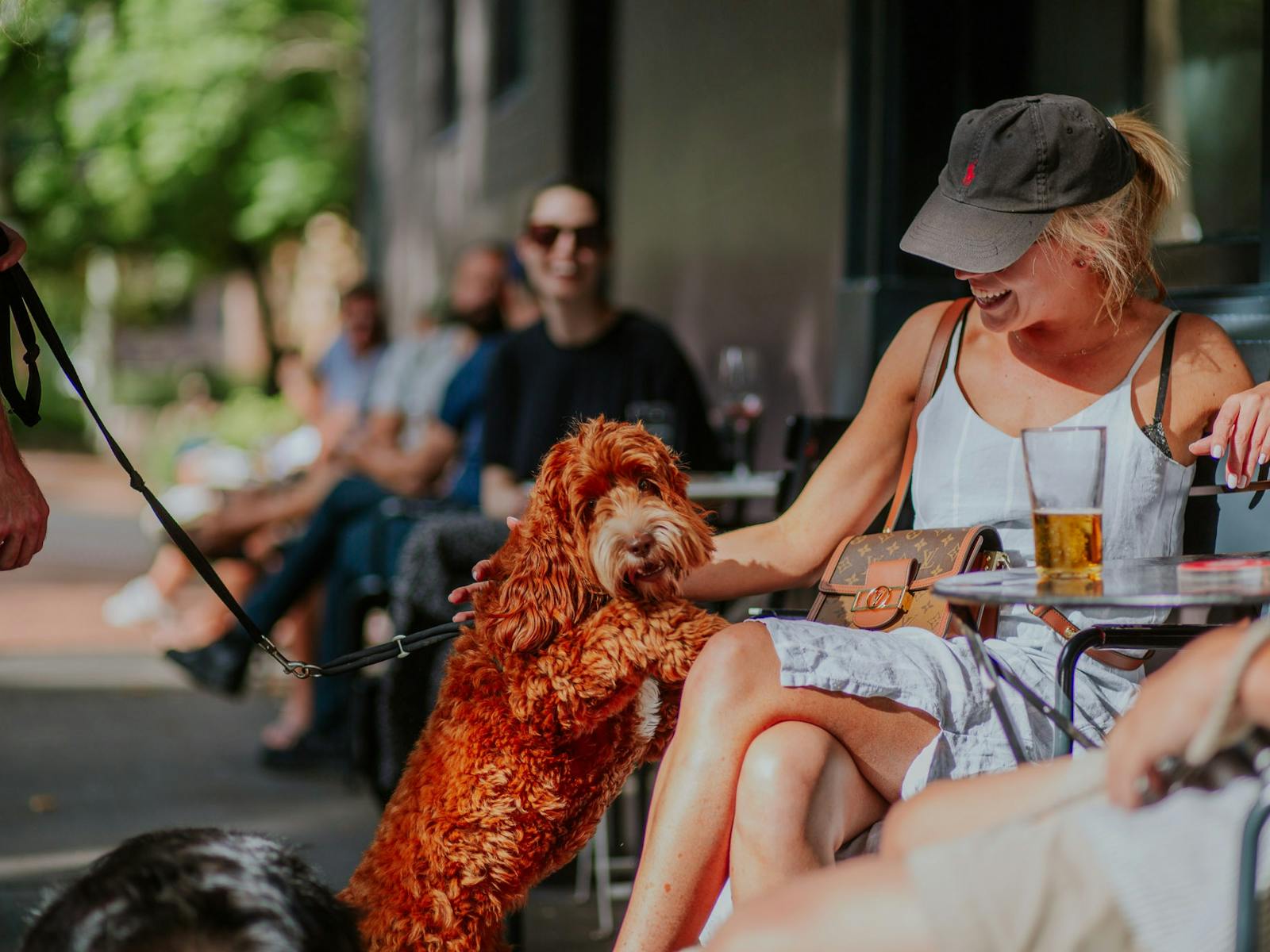 Dog jumping on person
