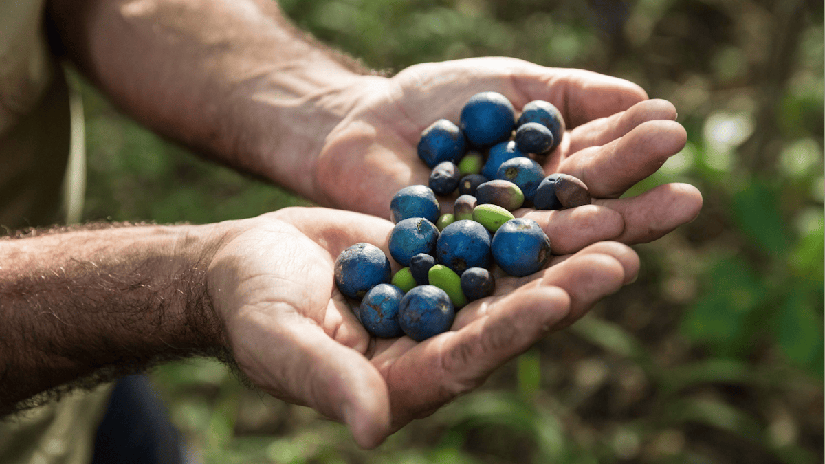 Learn about tropical rainforest fruits and the animals vital to their dispersal