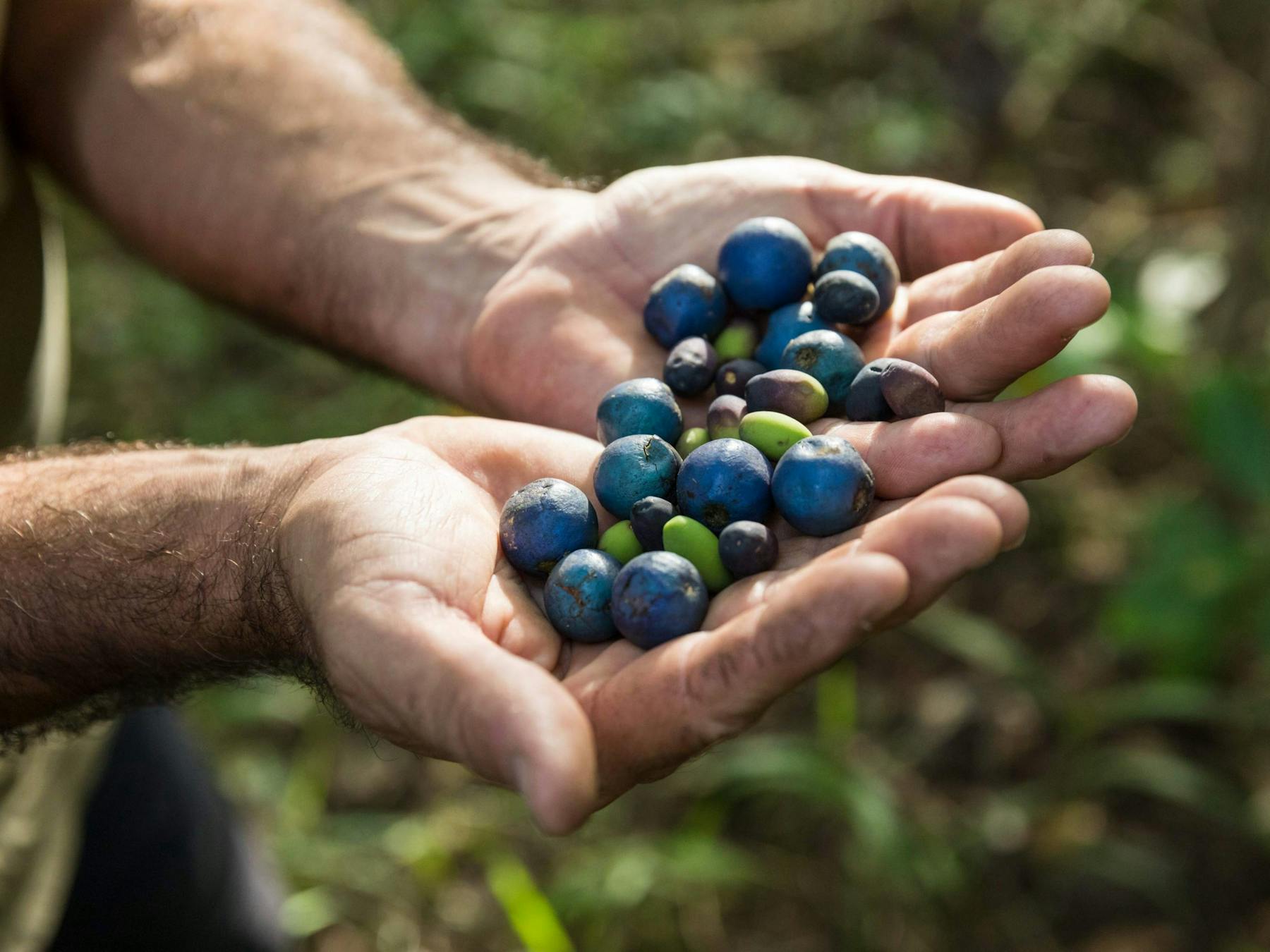 Learn about tropical rainforest fruits and the animals vital to their dispersal