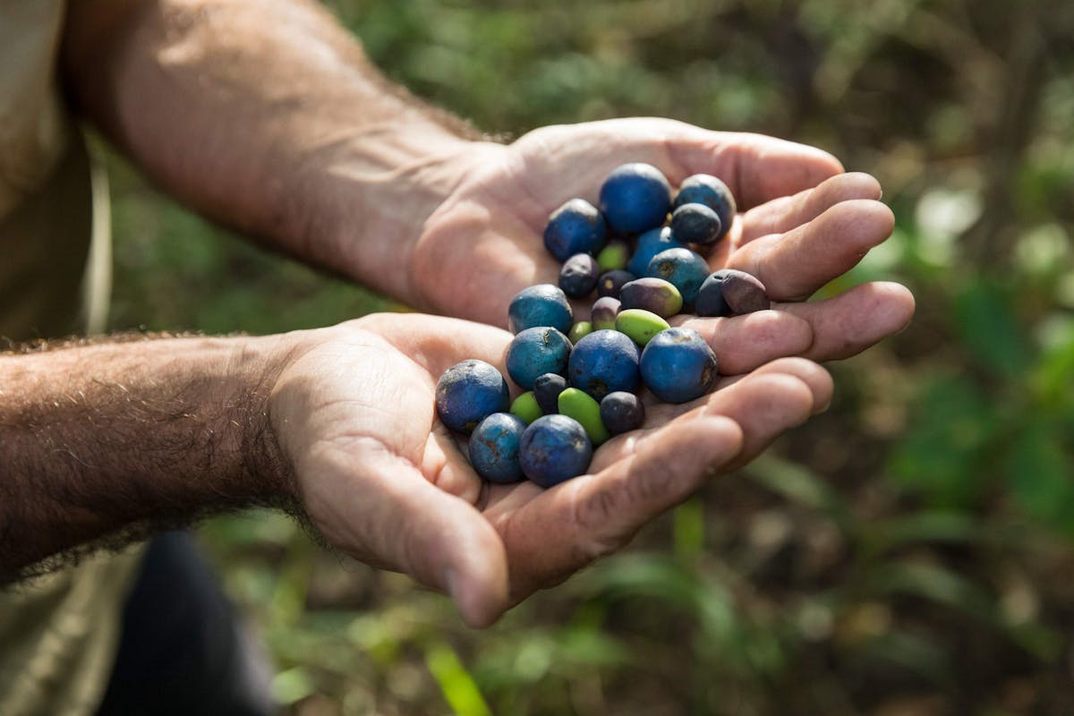 Learn about tropical rainforest fruits and the animals vital to their dispersal
