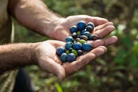 Learn about tropical rainforest fruits and the animals vital to their dispersal