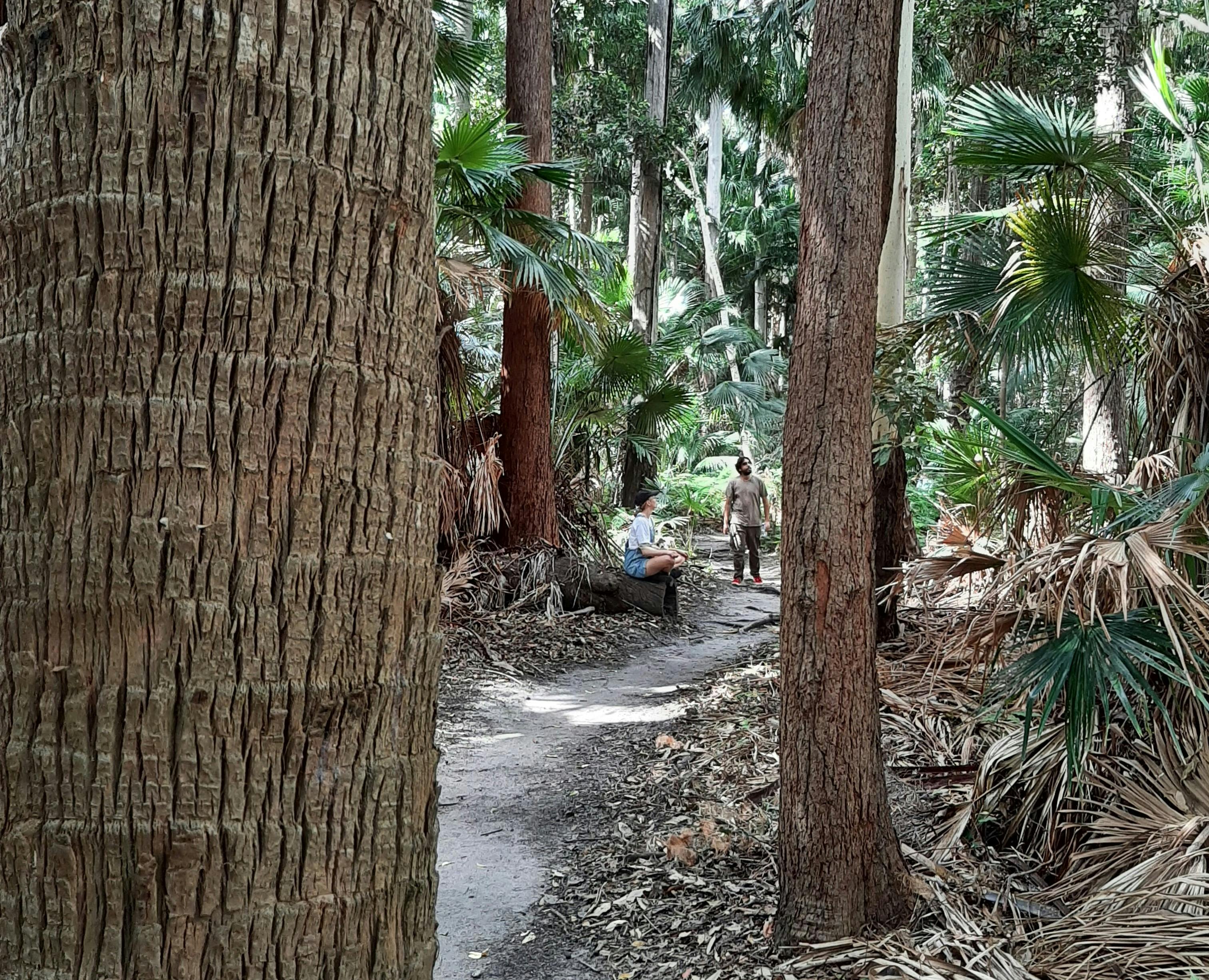 Cabbage tree palm forest with people forest bathing