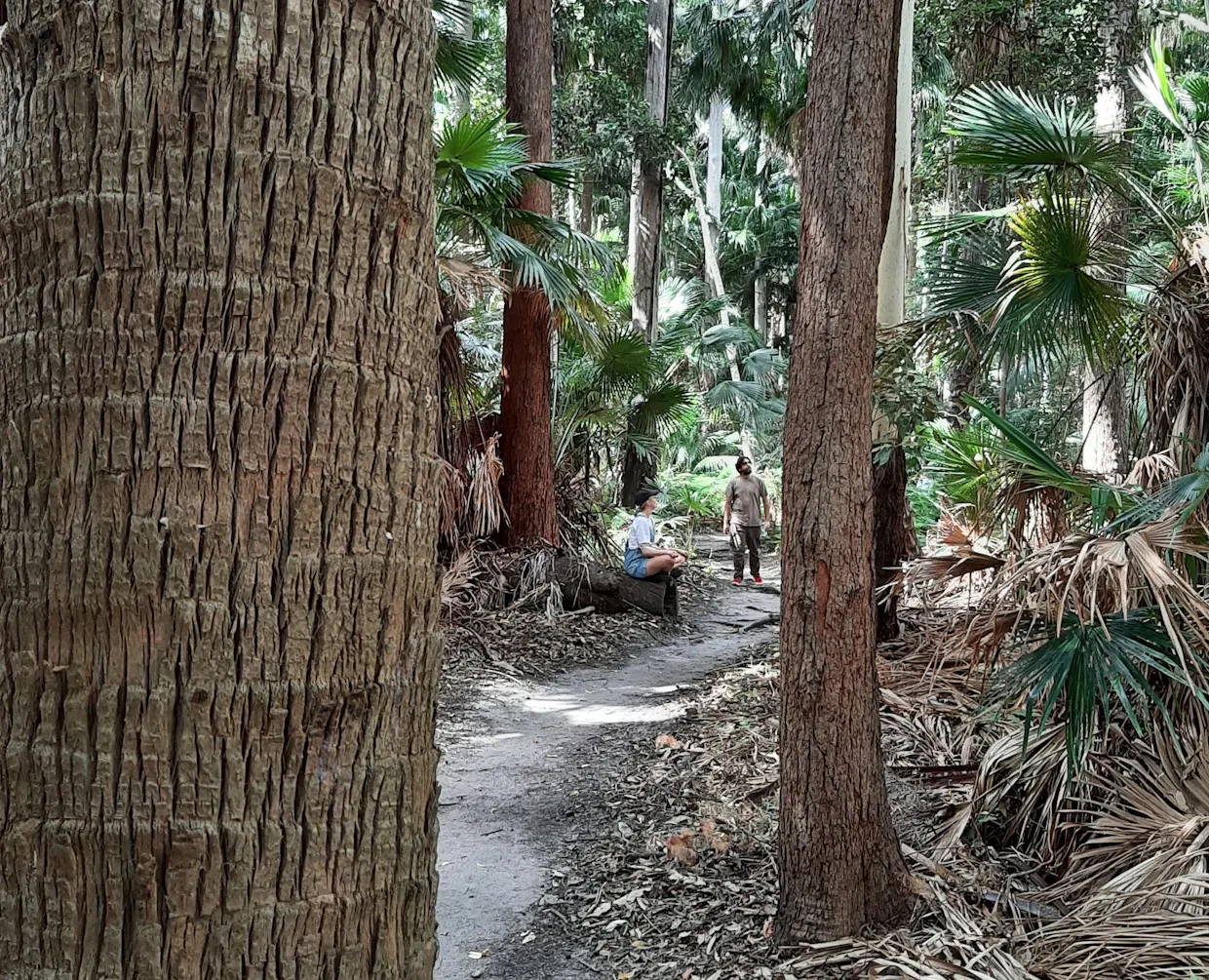 Forest Therapy at Alex Forest