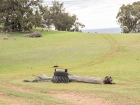 Mt Brown Bush Camping is also a sheep grazing property!
