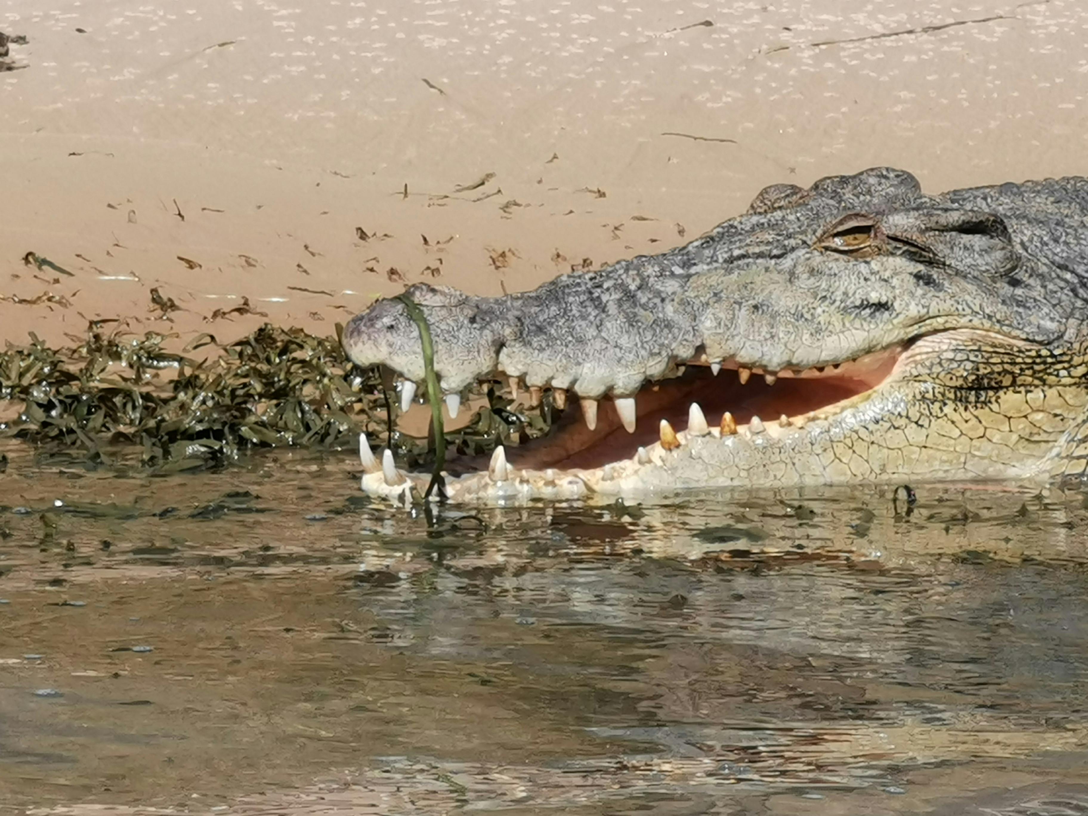 saltwater crocodile
