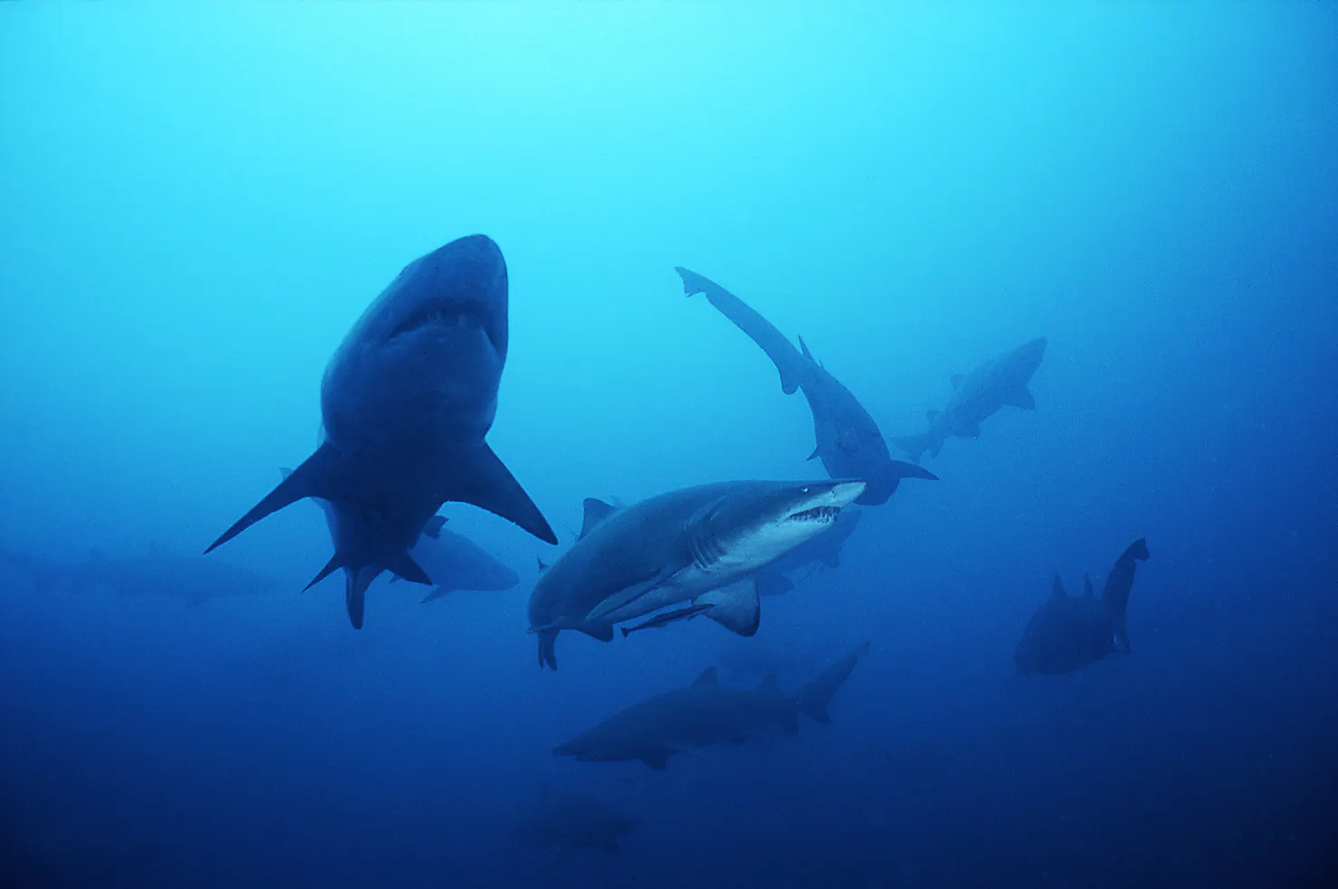 grey nurse sharks