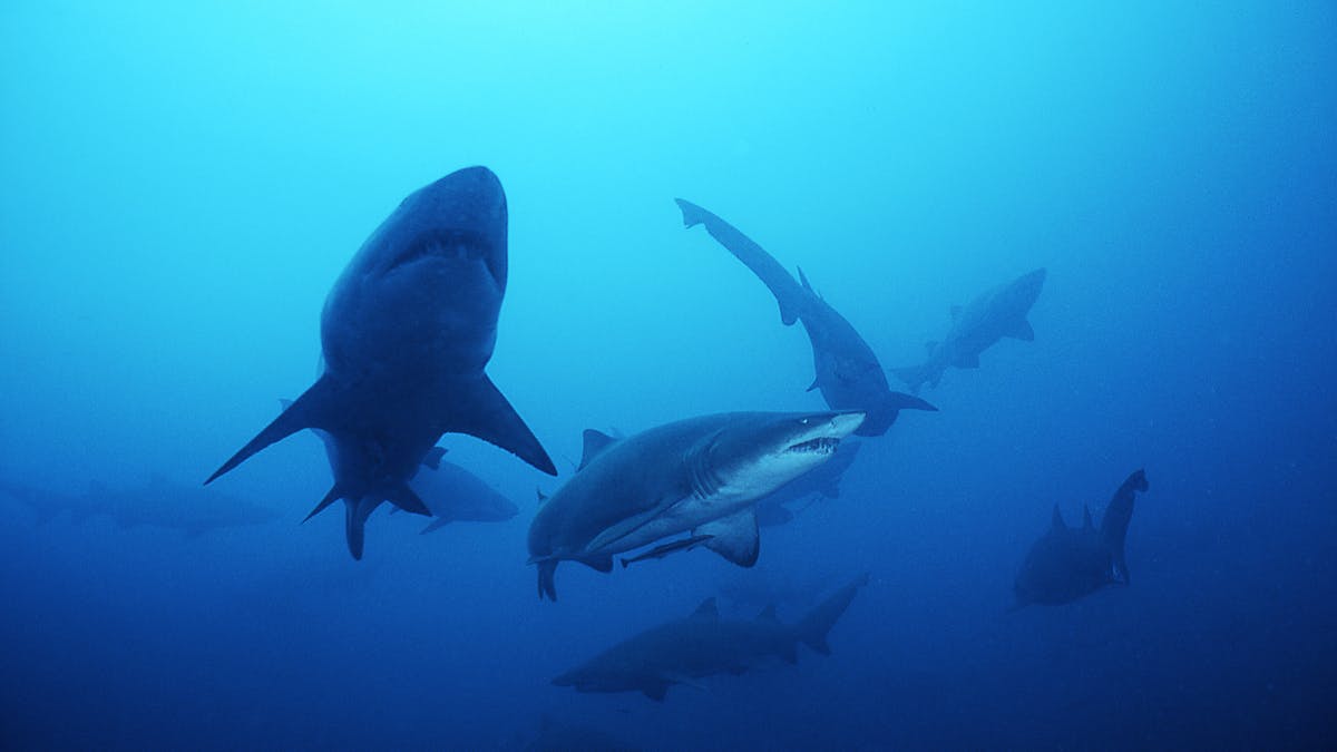 grey nurse sharks