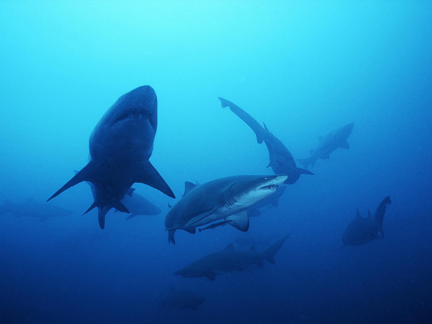 grey nurse sharks