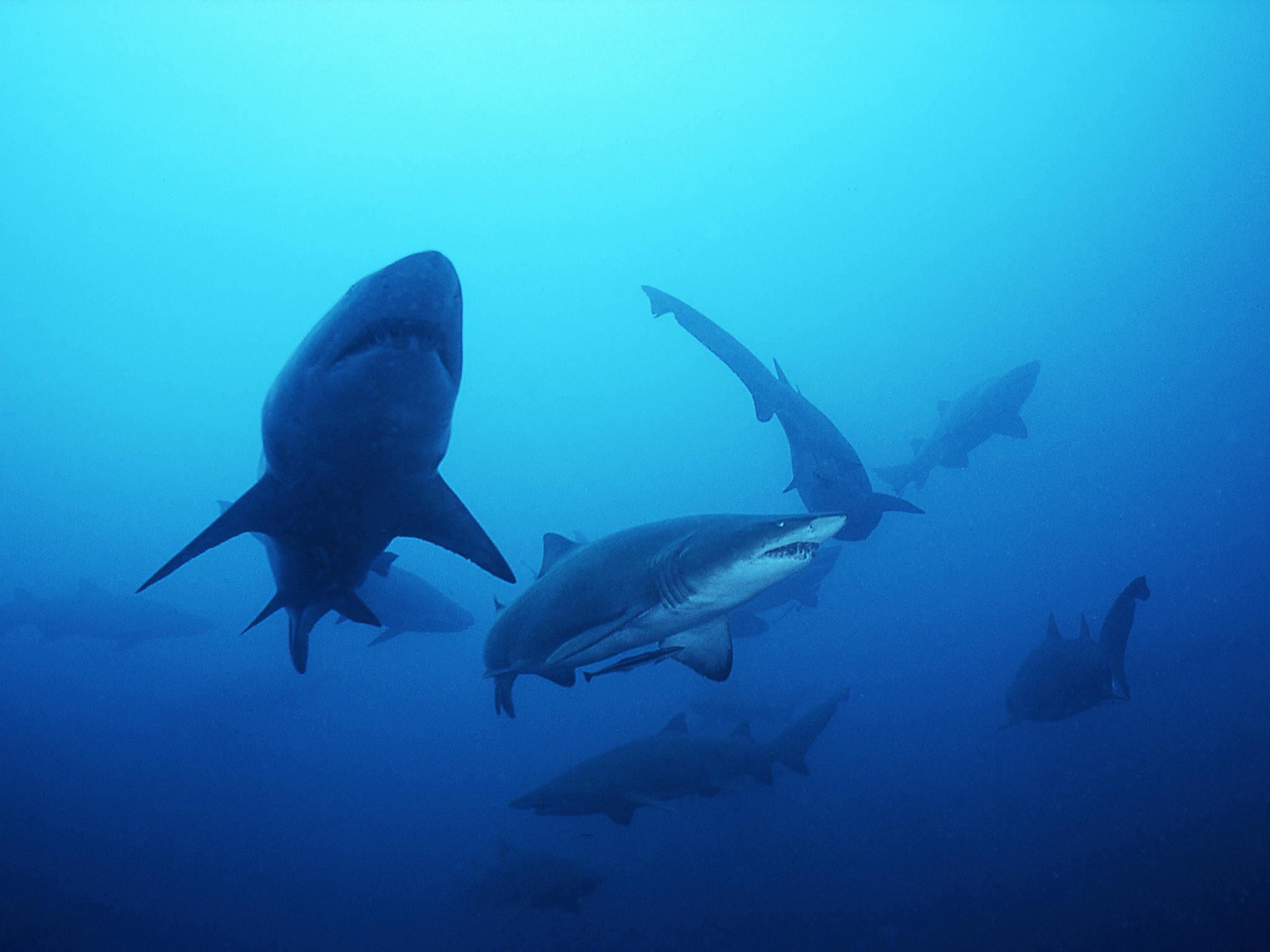 grey nurse sharks