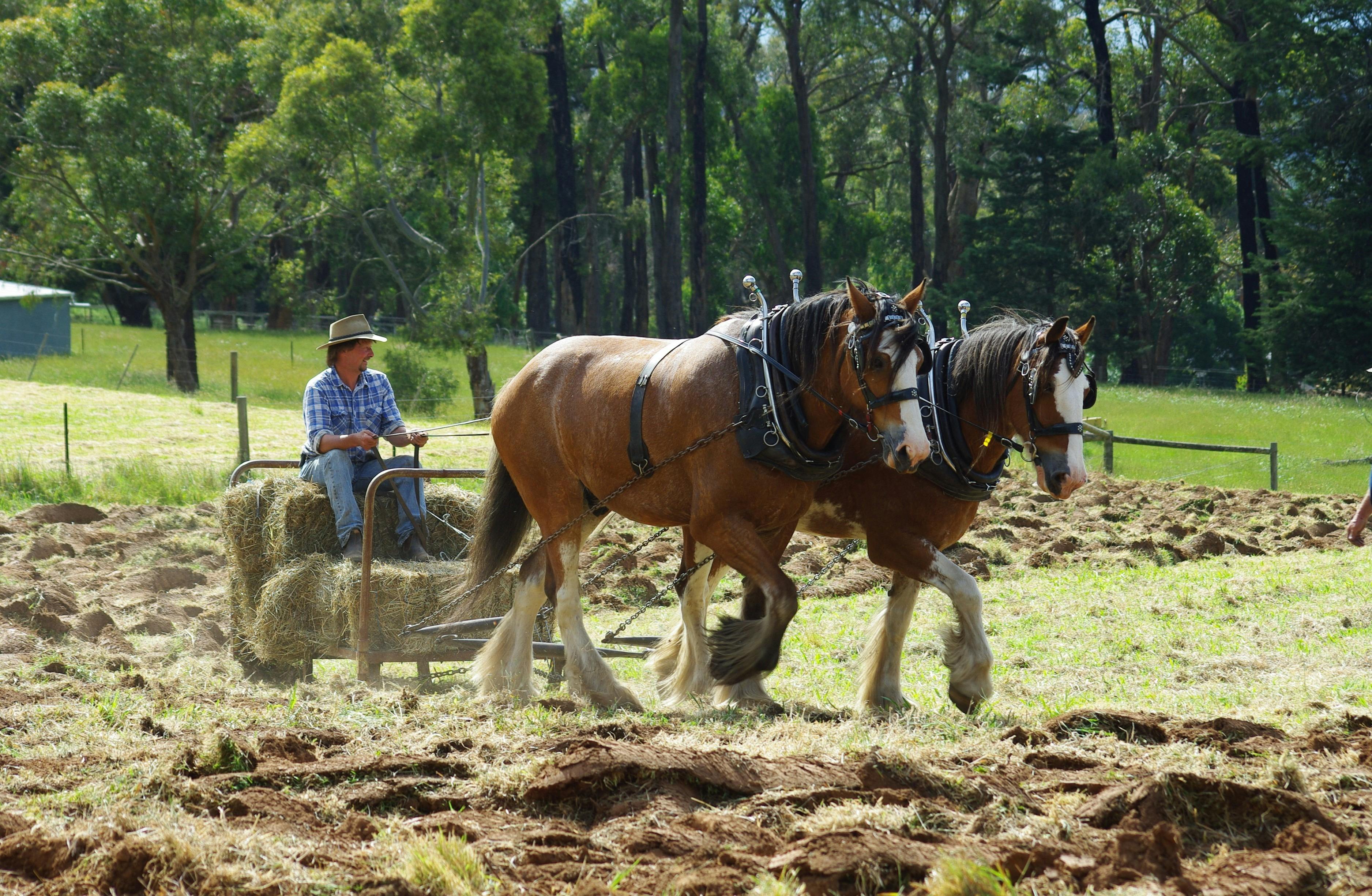 Draughthorse and YesterYear Festival