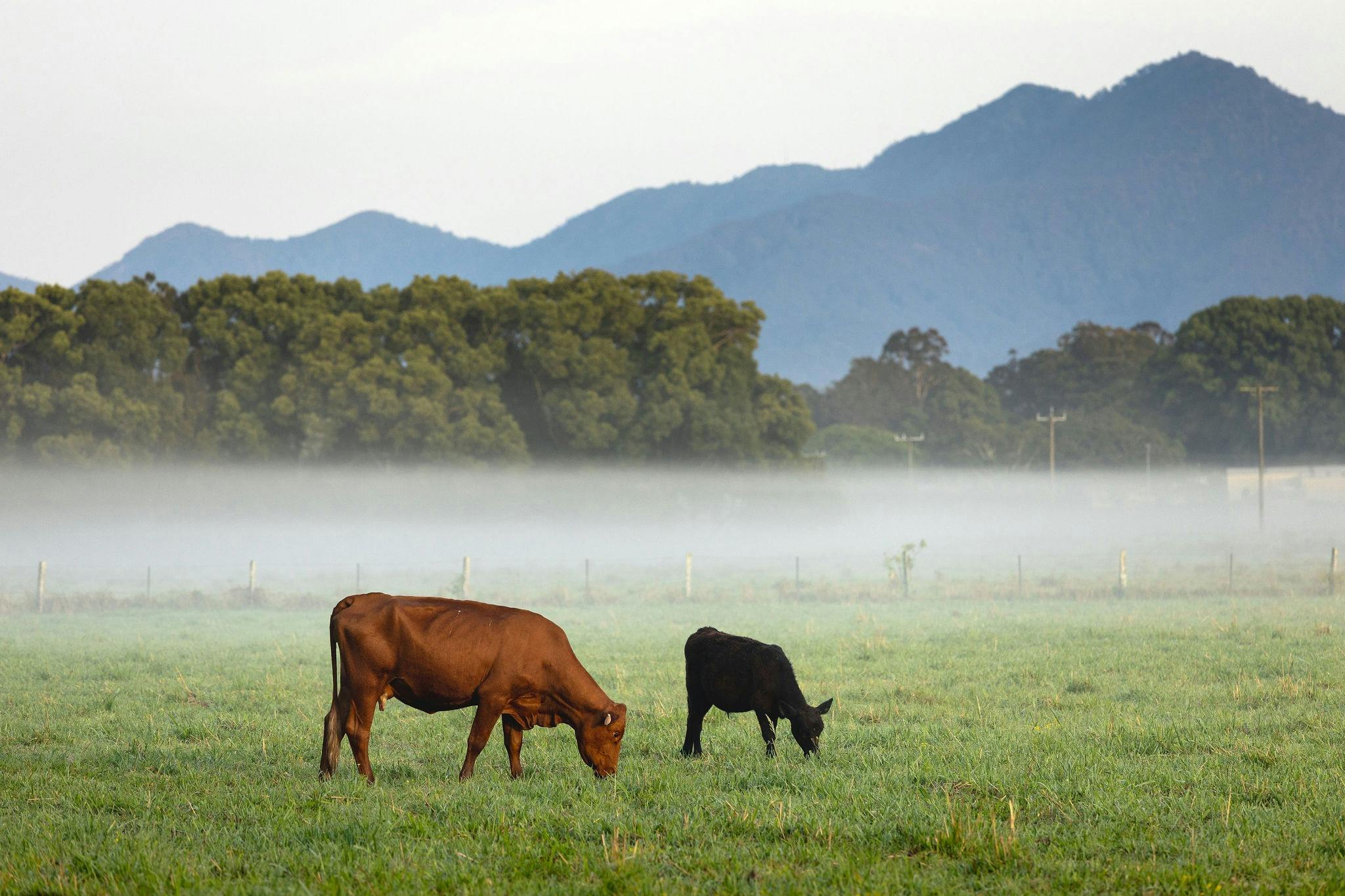 Bellinger Valley